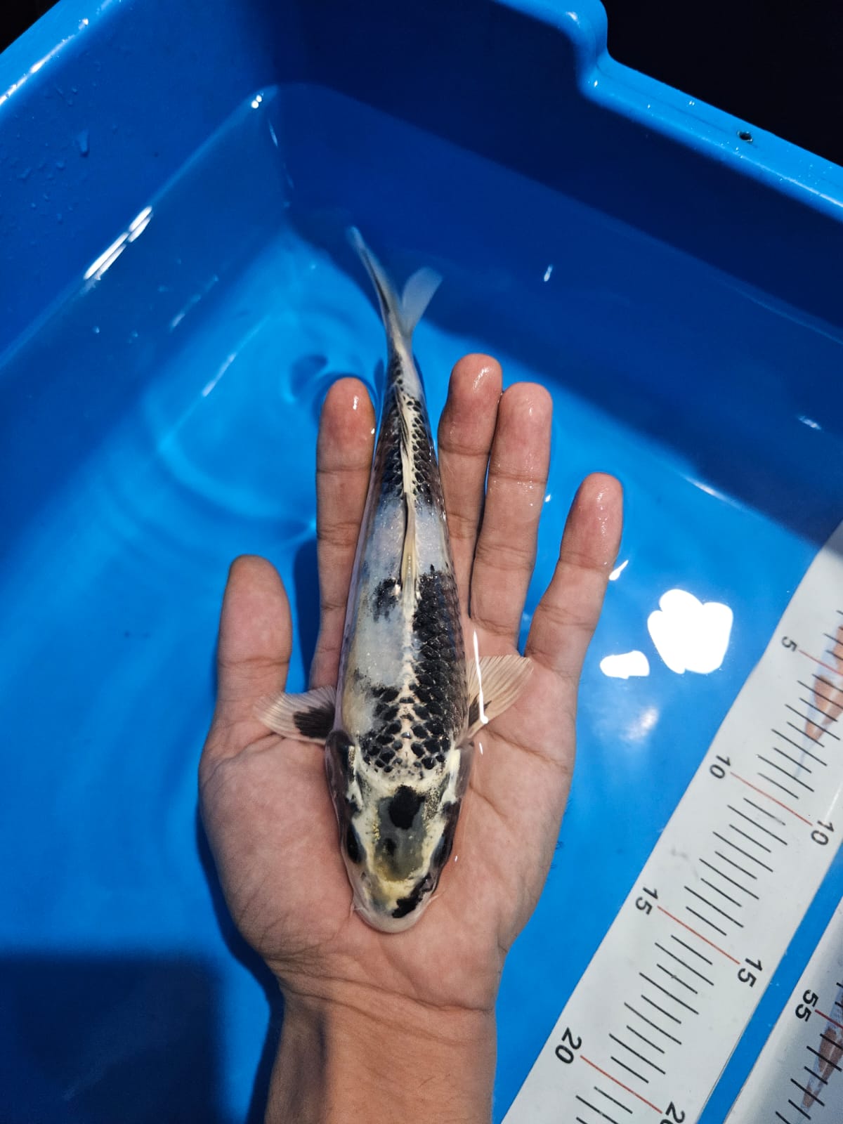 Lelang Koi Online, Jual Beli Ikan Koi, Pusat Jual Beli Koi, Info Lelang Koi Hari Ini, Platform Jual Beli Koi, Jual Beli Ikan Koi Online, Marketplace Ikan Koi, Jual Koi Terbaik, Tempat Beli Koi Berkualitas, Pasar Ikan Koi Online Terpercaya, Penjual Ikan Koi Terpercaya, Beli Koi Hias Online, Ikan Koi untuk Dijual, Koi Kualitas Terbaik, Toko Online Ikan Koi, Koi Hias Untuk Dijual, Jual Beli Ikan Koi Lokal, Koi Indonesia Online, Pusat Jual Beli Koi Terbesar