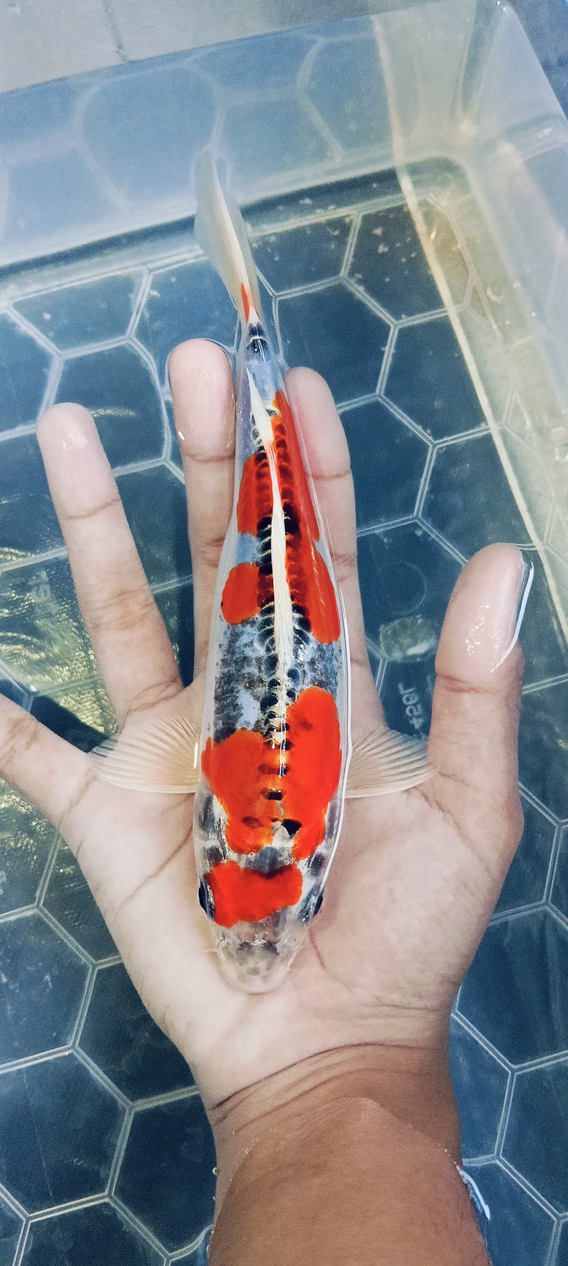 Lelang Koi Online, Jual Beli Ikan Koi, Pusat Jual Beli Koi, Info Lelang Koi Hari Ini, Platform Jual Beli Koi, Jual Beli Ikan Koi Online, Marketplace Ikan Koi, Jual Koi Terbaik, Tempat Beli Koi Berkualitas, Pasar Ikan Koi Online Terpercaya, Penjual Ikan Koi Terpercaya, Beli Koi Hias Online, Ikan Koi untuk Dijual, Koi Kualitas Terbaik, Toko Online Ikan Koi, Koi Hias Untuk Dijual, Jual Beli Ikan Koi Lokal, Koi Indonesia Online, Pusat Jual Beli Koi Terbesar