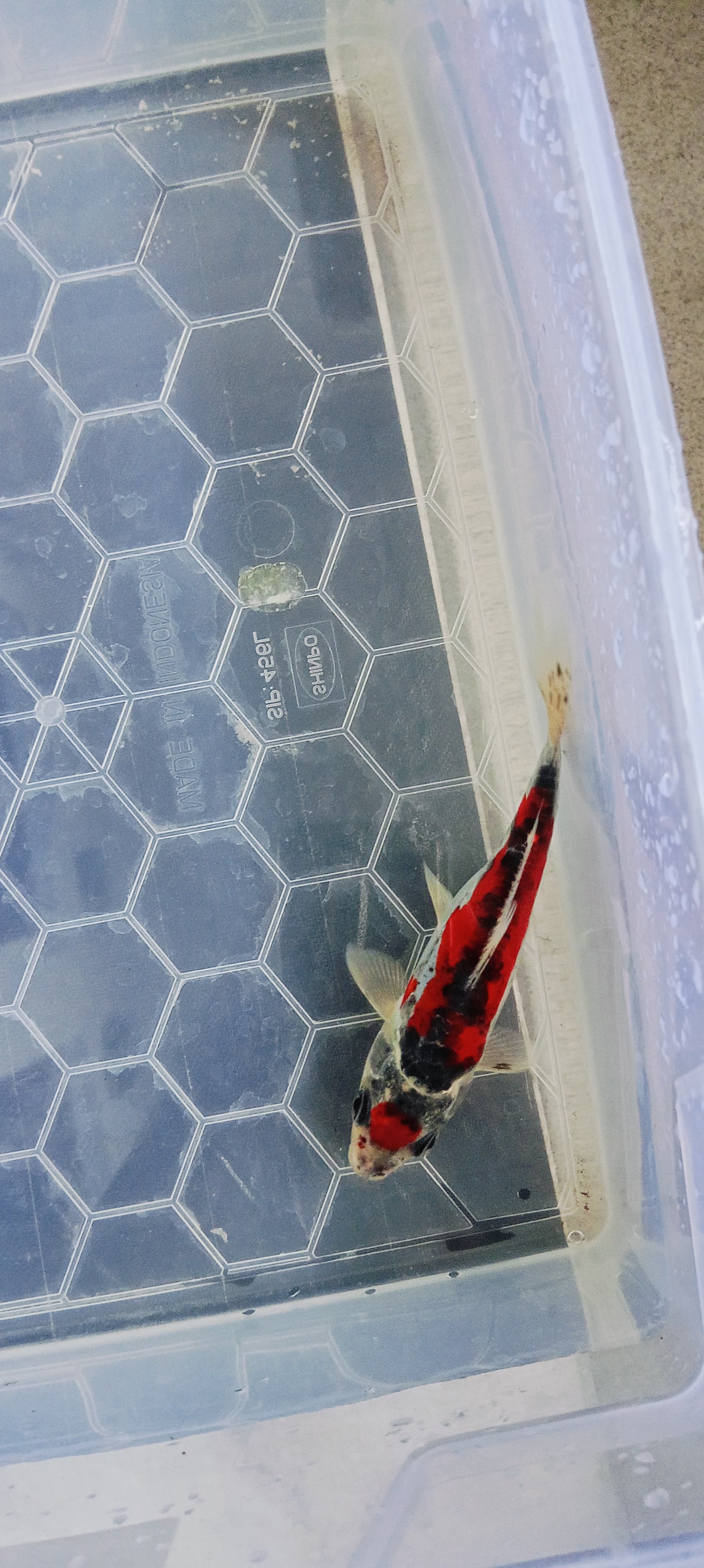 Lelang Koi Online, Jual Beli Ikan Koi, Pusat Jual Beli Koi, Info Lelang Koi Hari Ini, Platform Jual Beli Koi, Jual Beli Ikan Koi Online, Marketplace Ikan Koi, Jual Koi Terbaik, Tempat Beli Koi Berkualitas, Pasar Ikan Koi Online Terpercaya, Penjual Ikan Koi Terpercaya, Beli Koi Hias Online, Ikan Koi untuk Dijual, Koi Kualitas Terbaik, Toko Online Ikan Koi, Koi Hias Untuk Dijual, Jual Beli Ikan Koi Lokal, Koi Indonesia Online, Pusat Jual Beli Koi Terbesar