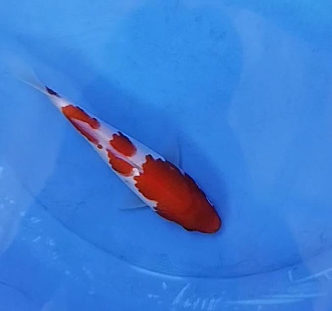 Lelang Koi Online, Jual Beli Ikan Koi, Pusat Jual Beli Koi, Info Lelang Koi Hari Ini, Platform Jual Beli Koi, Jual Beli Ikan Koi Online, Marketplace Ikan Koi, Jual Koi Terbaik, Tempat Beli Koi Berkualitas, Pasar Ikan Koi Online Terpercaya, Penjual Ikan Koi Terpercaya, Beli Koi Hias Online, Ikan Koi untuk Dijual, Koi Kualitas Terbaik, Toko Online Ikan Koi, Koi Hias Untuk Dijual, Jual Beli Ikan Koi Lokal, Koi Indonesia Online, Pusat Jual Beli Koi Terbesar