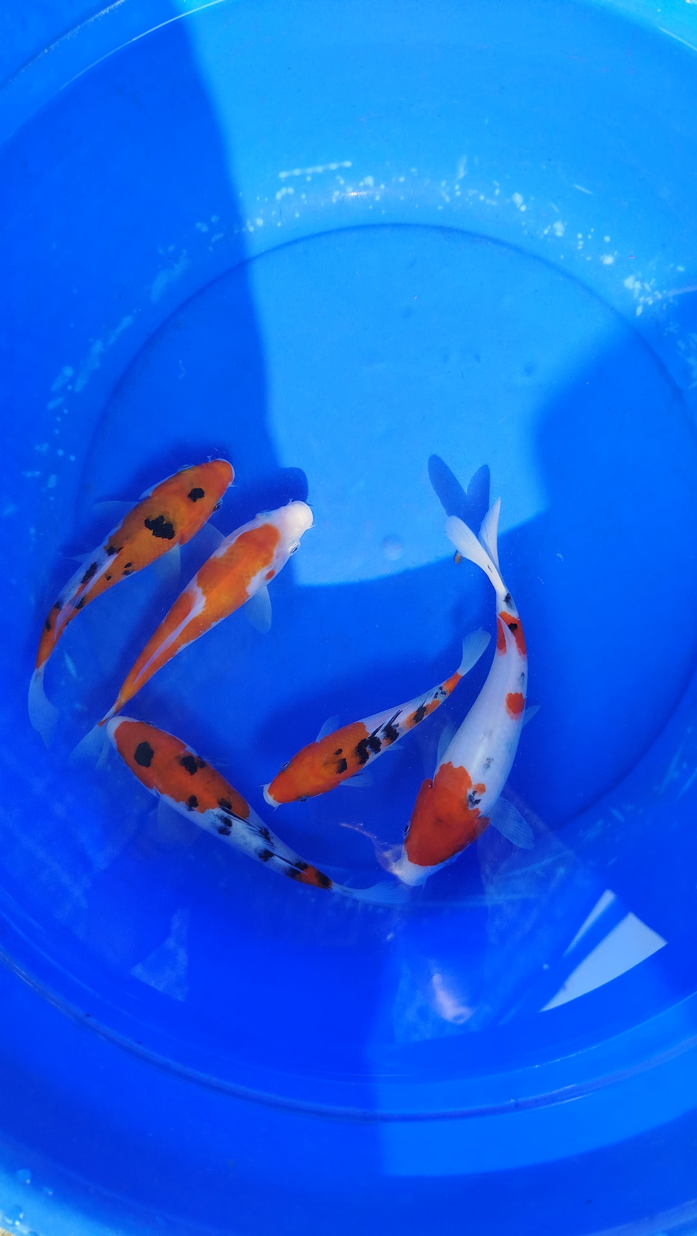 Lelang Koi Online, Jual Beli Ikan Koi, Pusat Jual Beli Koi, Info Lelang Koi Hari Ini, Platform Jual Beli Koi, Jual Beli Ikan Koi Online, Marketplace Ikan Koi, Jual Koi Terbaik, Tempat Beli Koi Berkualitas, Pasar Ikan Koi Online Terpercaya, Penjual Ikan Koi Terpercaya, Beli Koi Hias Online, Ikan Koi untuk Dijual, Koi Kualitas Terbaik, Toko Online Ikan Koi, Koi Hias Untuk Dijual, Jual Beli Ikan Koi Lokal, Koi Indonesia Online, Pusat Jual Beli Koi Terbesar