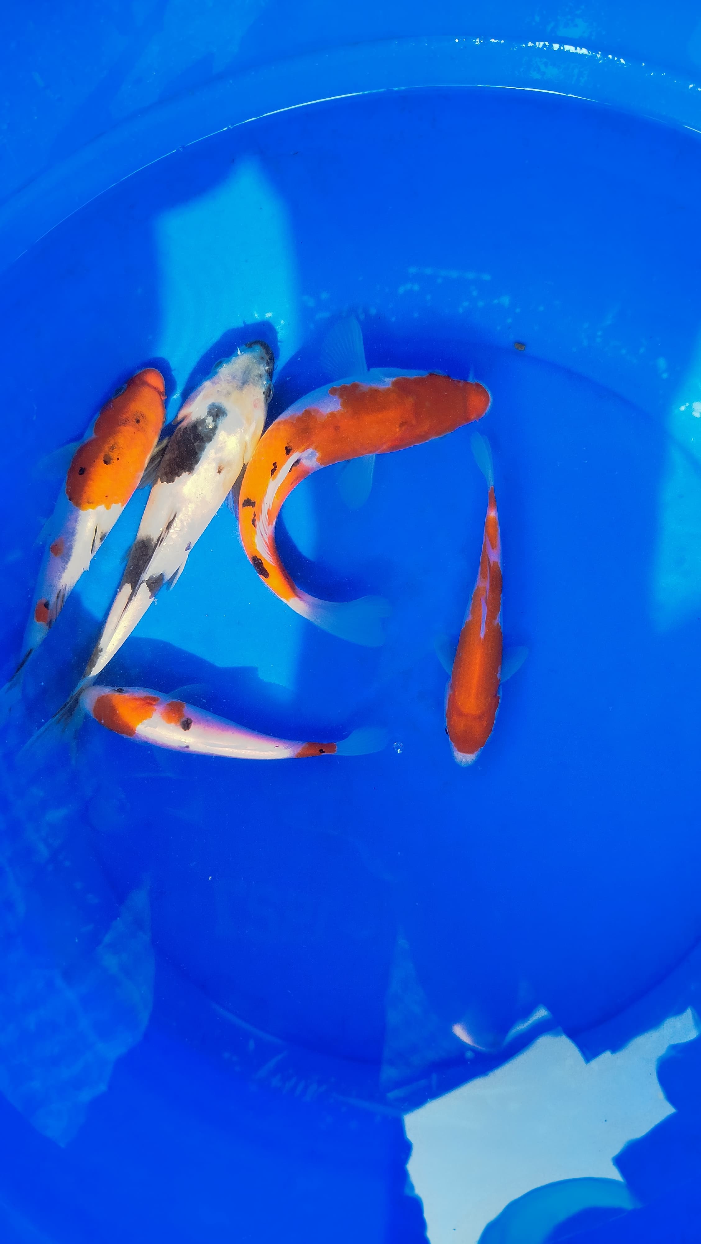 Lelang Koi Online, Jual Beli Ikan Koi, Pusat Jual Beli Koi, Info Lelang Koi Hari Ini, Platform Jual Beli Koi, Jual Beli Ikan Koi Online, Marketplace Ikan Koi, Jual Koi Terbaik, Tempat Beli Koi Berkualitas, Pasar Ikan Koi Online Terpercaya, Penjual Ikan Koi Terpercaya, Beli Koi Hias Online, Ikan Koi untuk Dijual, Koi Kualitas Terbaik, Toko Online Ikan Koi, Koi Hias Untuk Dijual, Jual Beli Ikan Koi Lokal, Koi Indonesia Online, Pusat Jual Beli Koi Terbesar