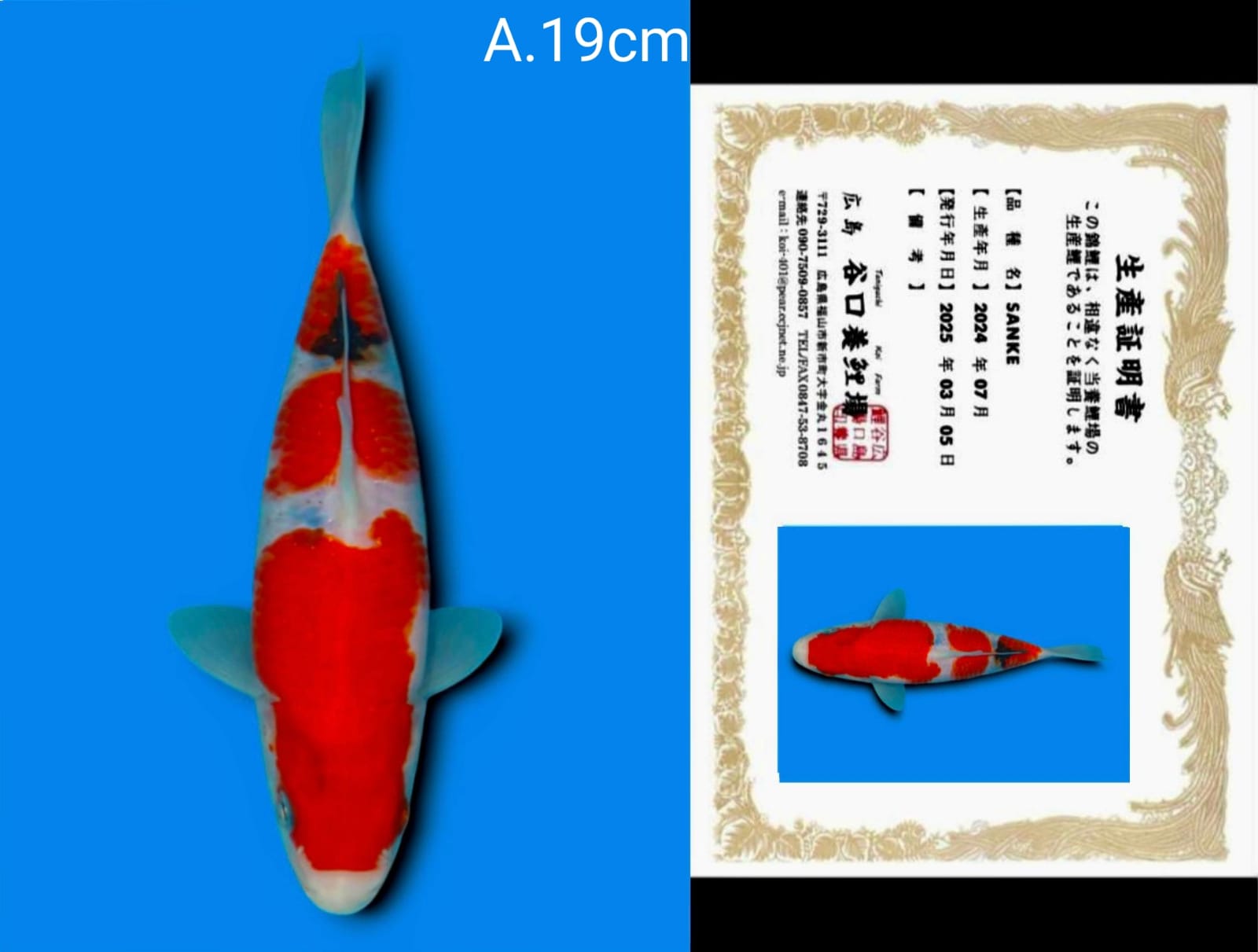 Lelang Koi Online, Jual Beli Ikan Koi, Pusat Jual Beli Koi, Info Lelang Koi Hari Ini, Platform Jual Beli Koi, Jual Beli Ikan Koi Online, Marketplace Ikan Koi, Jual Koi Terbaik, Tempat Beli Koi Berkualitas, Pasar Ikan Koi Online Terpercaya, Penjual Ikan Koi Terpercaya, Beli Koi Hias Online, Ikan Koi untuk Dijual, Koi Kualitas Terbaik, Toko Online Ikan Koi, Koi Hias Untuk Dijual, Jual Beli Ikan Koi Lokal, Koi Indonesia Online, Pusat Jual Beli Koi Terbesar