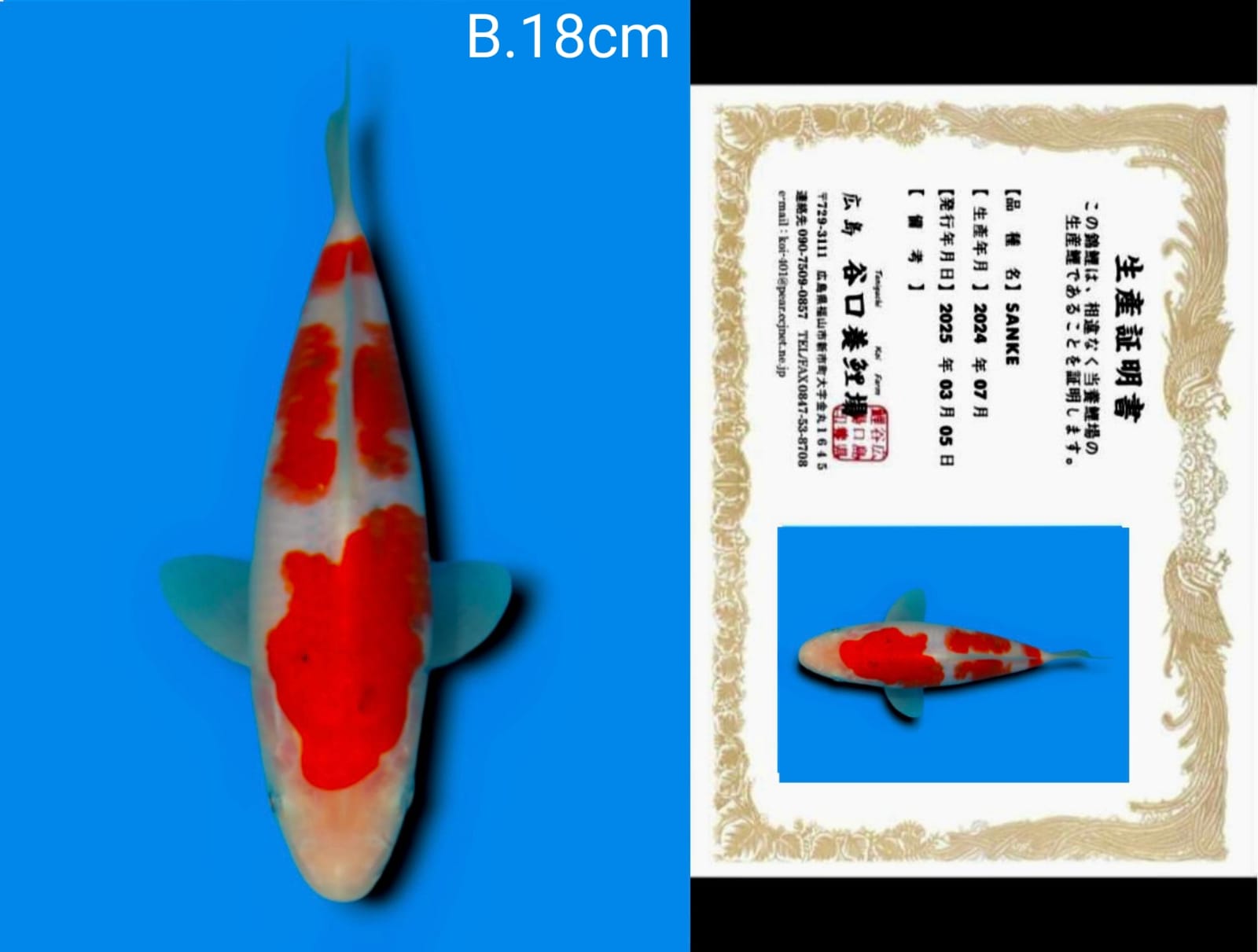 Lelang Koi Online, Jual Beli Ikan Koi, Pusat Jual Beli Koi, Info Lelang Koi Hari Ini, Platform Jual Beli Koi, Jual Beli Ikan Koi Online, Marketplace Ikan Koi, Jual Koi Terbaik, Tempat Beli Koi Berkualitas, Pasar Ikan Koi Online Terpercaya, Penjual Ikan Koi Terpercaya, Beli Koi Hias Online, Ikan Koi untuk Dijual, Koi Kualitas Terbaik, Toko Online Ikan Koi, Koi Hias Untuk Dijual, Jual Beli Ikan Koi Lokal, Koi Indonesia Online, Pusat Jual Beli Koi Terbesar