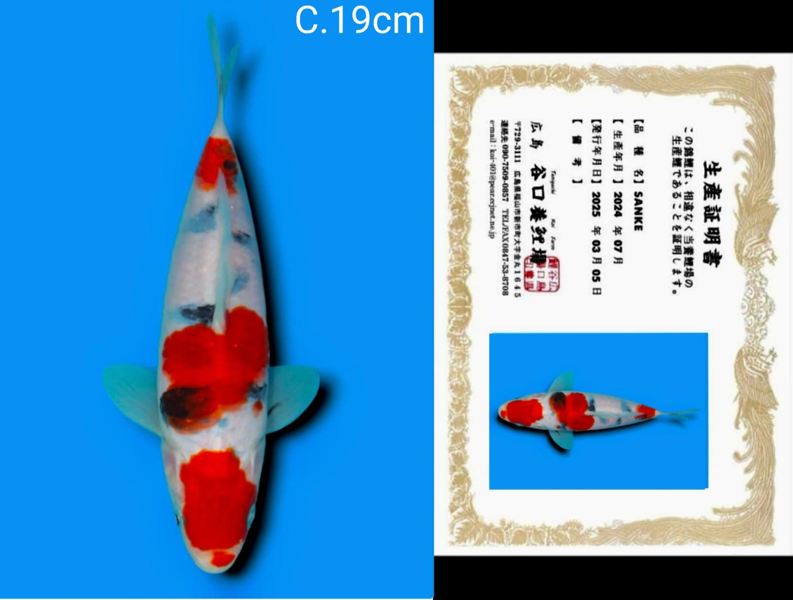 Lelang Koi Online, Jual Beli Ikan Koi, Pusat Jual Beli Koi, Info Lelang Koi Hari Ini, Platform Jual Beli Koi, Jual Beli Ikan Koi Online, Marketplace Ikan Koi, Jual Koi Terbaik, Tempat Beli Koi Berkualitas, Pasar Ikan Koi Online Terpercaya, Penjual Ikan Koi Terpercaya, Beli Koi Hias Online, Ikan Koi untuk Dijual, Koi Kualitas Terbaik, Toko Online Ikan Koi, Koi Hias Untuk Dijual, Jual Beli Ikan Koi Lokal, Koi Indonesia Online, Pusat Jual Beli Koi Terbesar