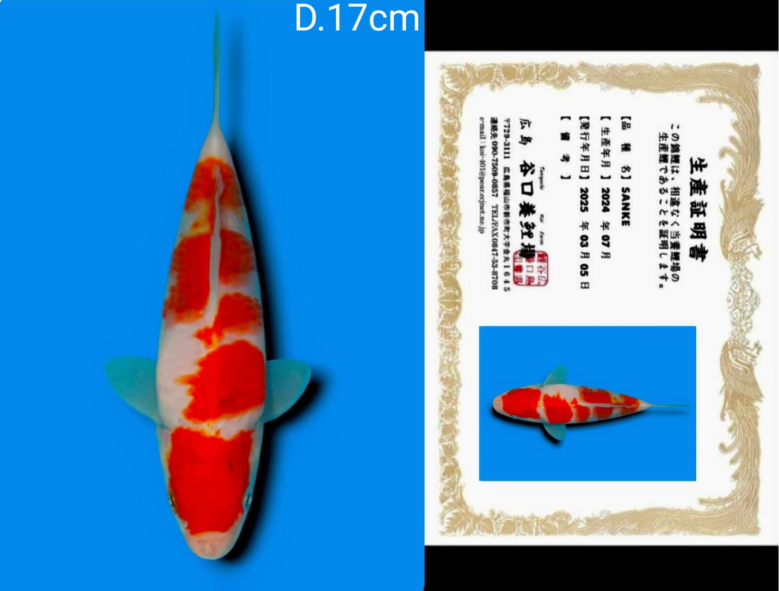 Lelang Koi Online, Jual Beli Ikan Koi, Pusat Jual Beli Koi, Info Lelang Koi Hari Ini, Platform Jual Beli Koi, Jual Beli Ikan Koi Online, Marketplace Ikan Koi, Jual Koi Terbaik, Tempat Beli Koi Berkualitas, Pasar Ikan Koi Online Terpercaya, Penjual Ikan Koi Terpercaya, Beli Koi Hias Online, Ikan Koi untuk Dijual, Koi Kualitas Terbaik, Toko Online Ikan Koi, Koi Hias Untuk Dijual, Jual Beli Ikan Koi Lokal, Koi Indonesia Online, Pusat Jual Beli Koi Terbesar