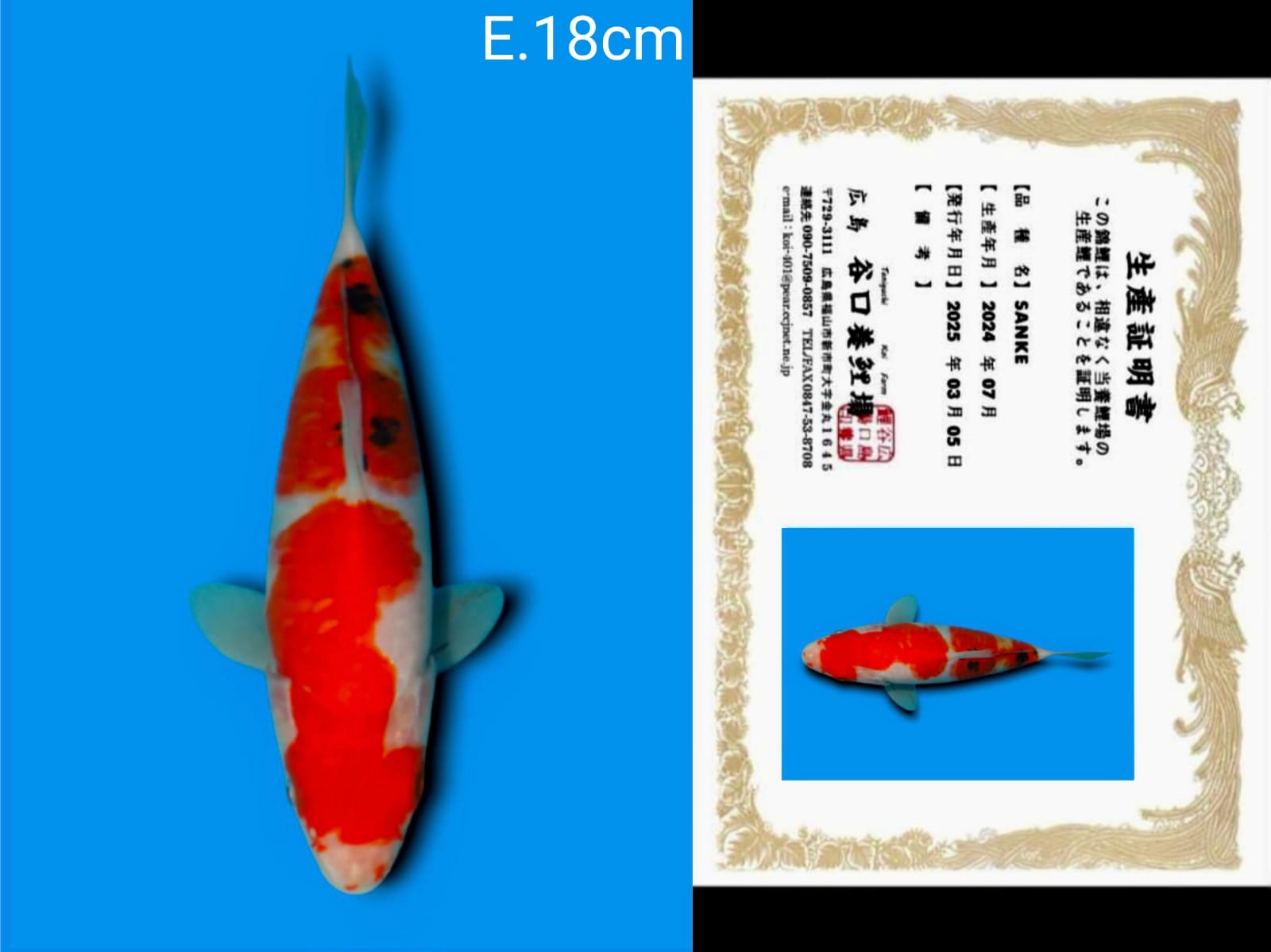 Lelang Koi Online, Jual Beli Ikan Koi, Pusat Jual Beli Koi, Info Lelang Koi Hari Ini, Platform Jual Beli Koi, Jual Beli Ikan Koi Online, Marketplace Ikan Koi, Jual Koi Terbaik, Tempat Beli Koi Berkualitas, Pasar Ikan Koi Online Terpercaya, Penjual Ikan Koi Terpercaya, Beli Koi Hias Online, Ikan Koi untuk Dijual, Koi Kualitas Terbaik, Toko Online Ikan Koi, Koi Hias Untuk Dijual, Jual Beli Ikan Koi Lokal, Koi Indonesia Online, Pusat Jual Beli Koi Terbesar