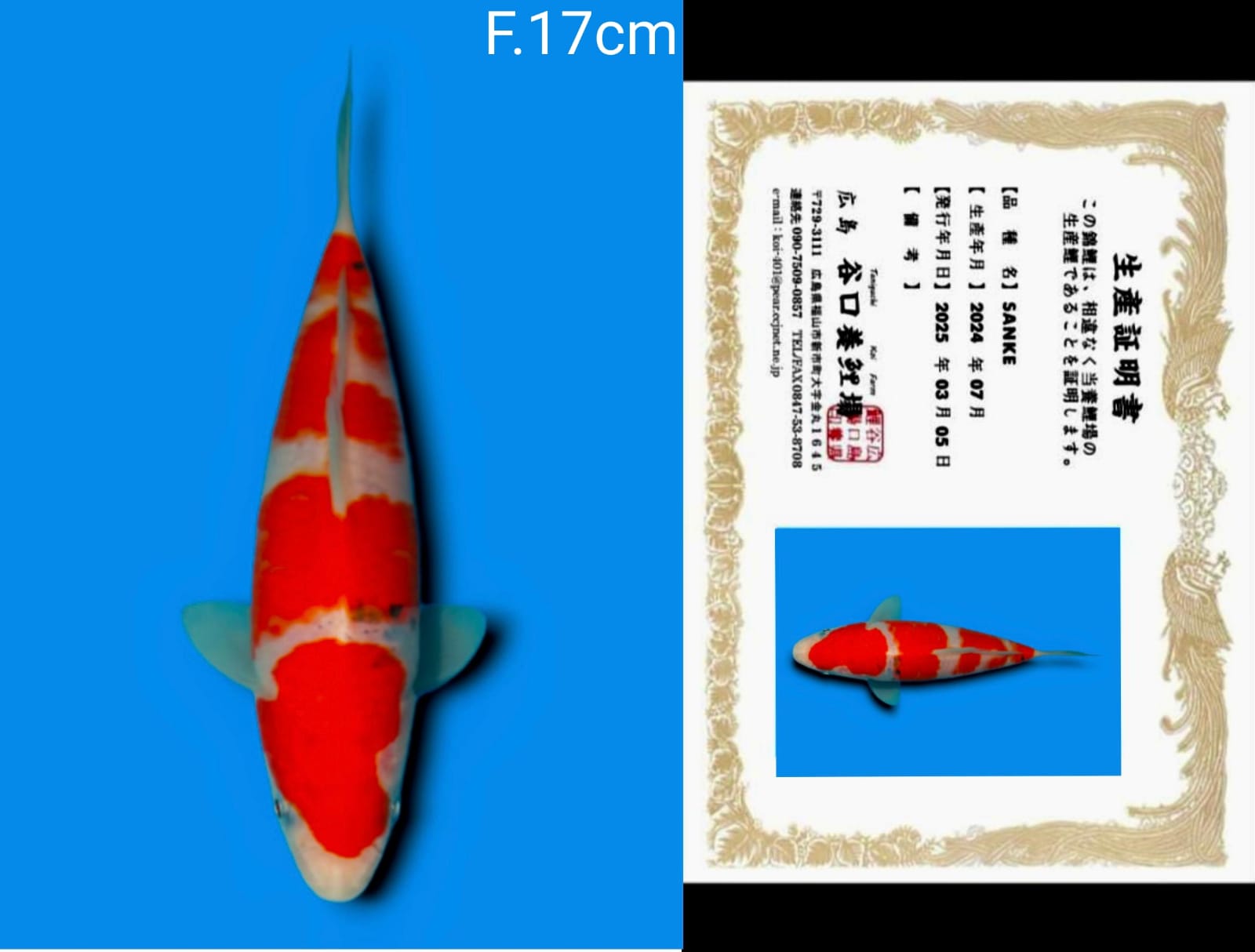 Lelang Koi Online, Jual Beli Ikan Koi, Pusat Jual Beli Koi, Info Lelang Koi Hari Ini, Platform Jual Beli Koi, Jual Beli Ikan Koi Online, Marketplace Ikan Koi, Jual Koi Terbaik, Tempat Beli Koi Berkualitas, Pasar Ikan Koi Online Terpercaya, Penjual Ikan Koi Terpercaya, Beli Koi Hias Online, Ikan Koi untuk Dijual, Koi Kualitas Terbaik, Toko Online Ikan Koi, Koi Hias Untuk Dijual, Jual Beli Ikan Koi Lokal, Koi Indonesia Online, Pusat Jual Beli Koi Terbesar