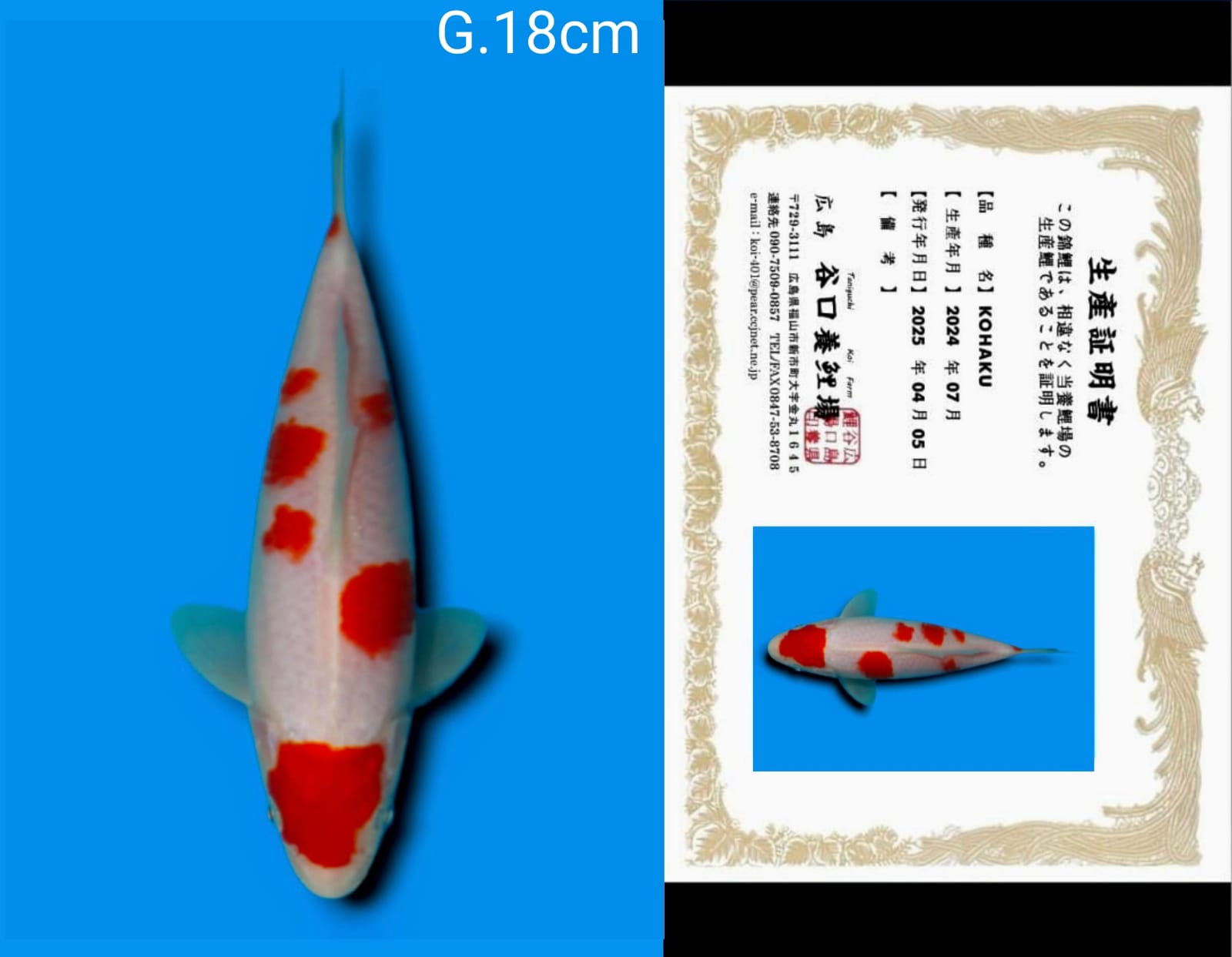 Lelang Koi Online, Jual Beli Ikan Koi, Pusat Jual Beli Koi, Info Lelang Koi Hari Ini, Platform Jual Beli Koi, Jual Beli Ikan Koi Online, Marketplace Ikan Koi, Jual Koi Terbaik, Tempat Beli Koi Berkualitas, Pasar Ikan Koi Online Terpercaya, Penjual Ikan Koi Terpercaya, Beli Koi Hias Online, Ikan Koi untuk Dijual, Koi Kualitas Terbaik, Toko Online Ikan Koi, Koi Hias Untuk Dijual, Jual Beli Ikan Koi Lokal, Koi Indonesia Online, Pusat Jual Beli Koi Terbesar
