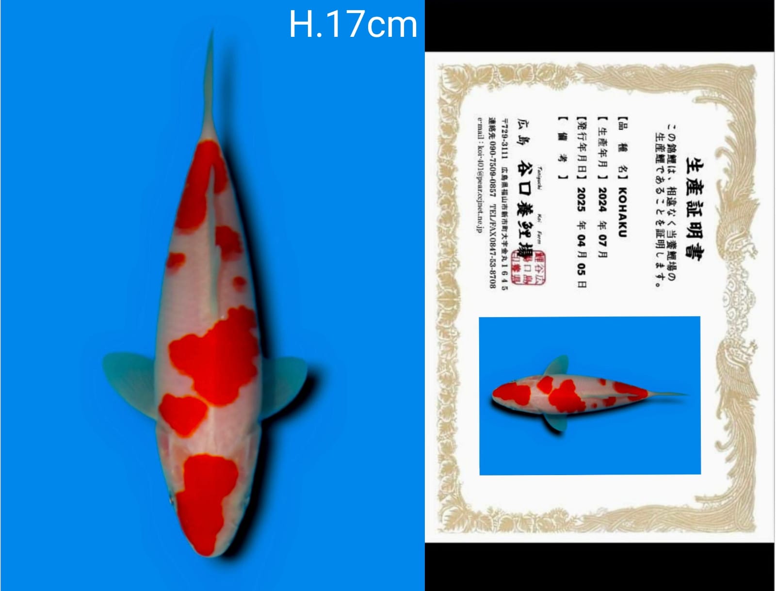 Lelang Koi Online, Jual Beli Ikan Koi, Pusat Jual Beli Koi, Info Lelang Koi Hari Ini, Platform Jual Beli Koi, Jual Beli Ikan Koi Online, Marketplace Ikan Koi, Jual Koi Terbaik, Tempat Beli Koi Berkualitas, Pasar Ikan Koi Online Terpercaya, Penjual Ikan Koi Terpercaya, Beli Koi Hias Online, Ikan Koi untuk Dijual, Koi Kualitas Terbaik, Toko Online Ikan Koi, Koi Hias Untuk Dijual, Jual Beli Ikan Koi Lokal, Koi Indonesia Online, Pusat Jual Beli Koi Terbesar