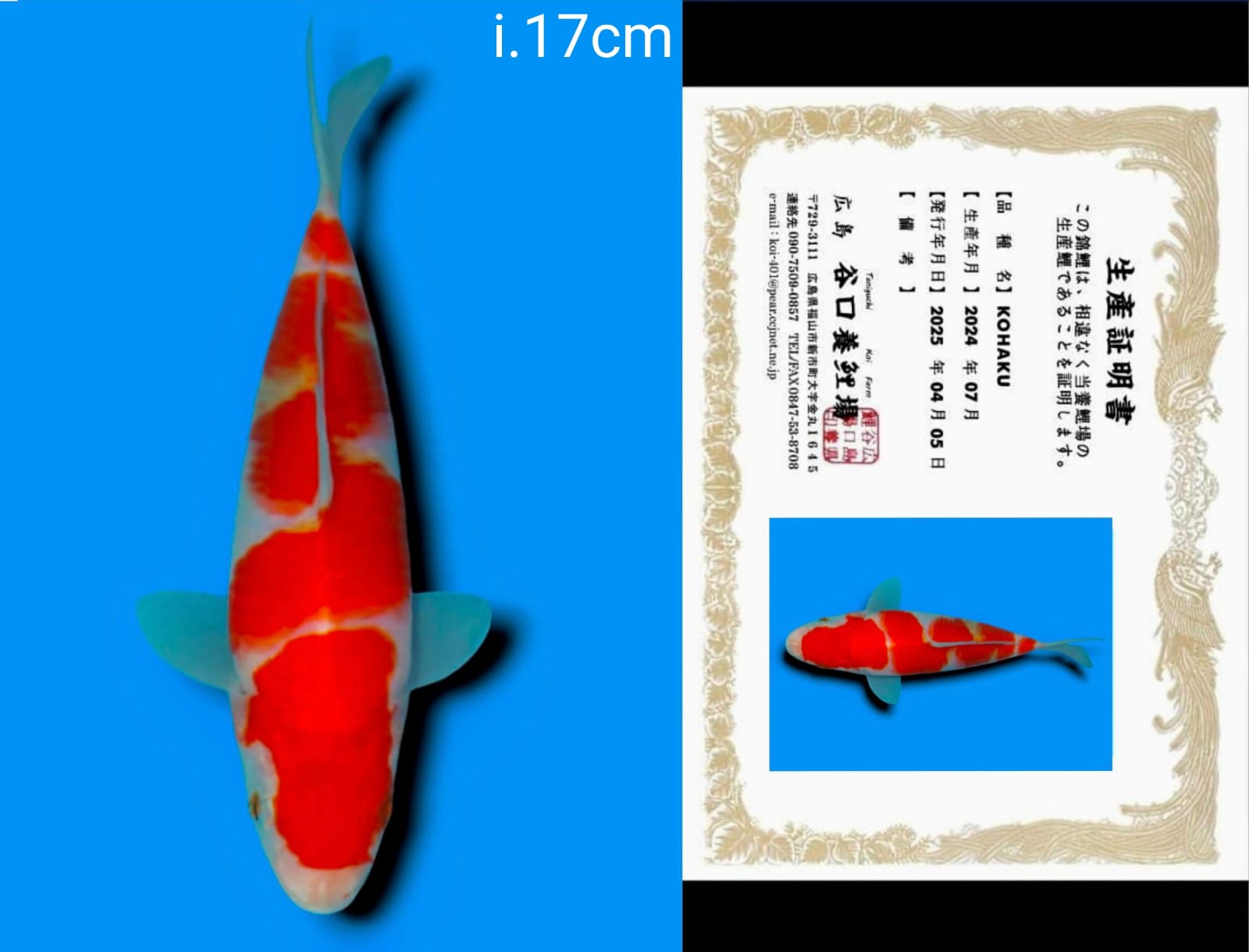 Lelang Koi Online, Jual Beli Ikan Koi, Pusat Jual Beli Koi, Info Lelang Koi Hari Ini, Platform Jual Beli Koi, Jual Beli Ikan Koi Online, Marketplace Ikan Koi, Jual Koi Terbaik, Tempat Beli Koi Berkualitas, Pasar Ikan Koi Online Terpercaya, Penjual Ikan Koi Terpercaya, Beli Koi Hias Online, Ikan Koi untuk Dijual, Koi Kualitas Terbaik, Toko Online Ikan Koi, Koi Hias Untuk Dijual, Jual Beli Ikan Koi Lokal, Koi Indonesia Online, Pusat Jual Beli Koi Terbesar