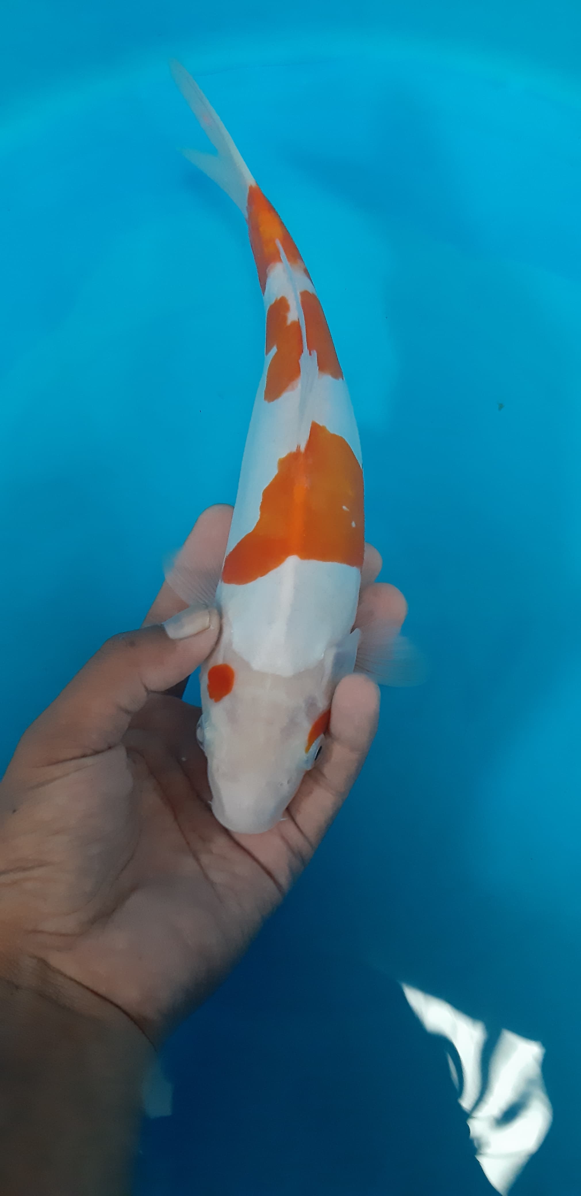 Lelang Koi Online, Jual Beli Ikan Koi, Pusat Jual Beli Koi, Info Lelang Koi Hari Ini, Platform Jual Beli Koi, Jual Beli Ikan Koi Online, Marketplace Ikan Koi, Jual Koi Terbaik, Tempat Beli Koi Berkualitas, Pasar Ikan Koi Online Terpercaya, Penjual Ikan Koi Terpercaya, Beli Koi Hias Online, Ikan Koi untuk Dijual, Koi Kualitas Terbaik, Toko Online Ikan Koi, Koi Hias Untuk Dijual, Jual Beli Ikan Koi Lokal, Koi Indonesia Online, Pusat Jual Beli Koi Terbesar