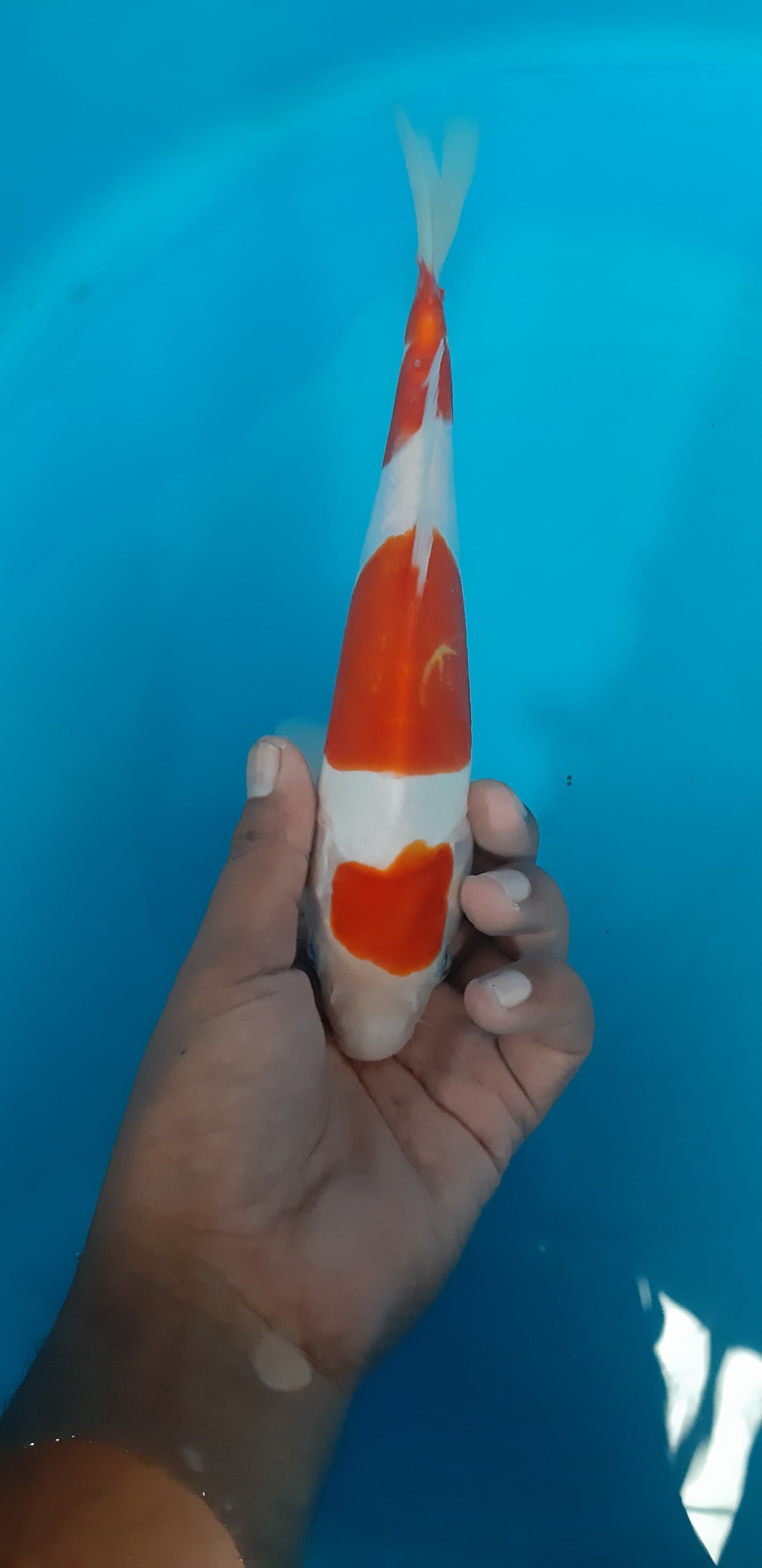 Lelang Koi Online, Jual Beli Ikan Koi, Pusat Jual Beli Koi, Info Lelang Koi Hari Ini, Platform Jual Beli Koi, Jual Beli Ikan Koi Online, Marketplace Ikan Koi, Jual Koi Terbaik, Tempat Beli Koi Berkualitas, Pasar Ikan Koi Online Terpercaya, Penjual Ikan Koi Terpercaya, Beli Koi Hias Online, Ikan Koi untuk Dijual, Koi Kualitas Terbaik, Toko Online Ikan Koi, Koi Hias Untuk Dijual, Jual Beli Ikan Koi Lokal, Koi Indonesia Online, Pusat Jual Beli Koi Terbesar