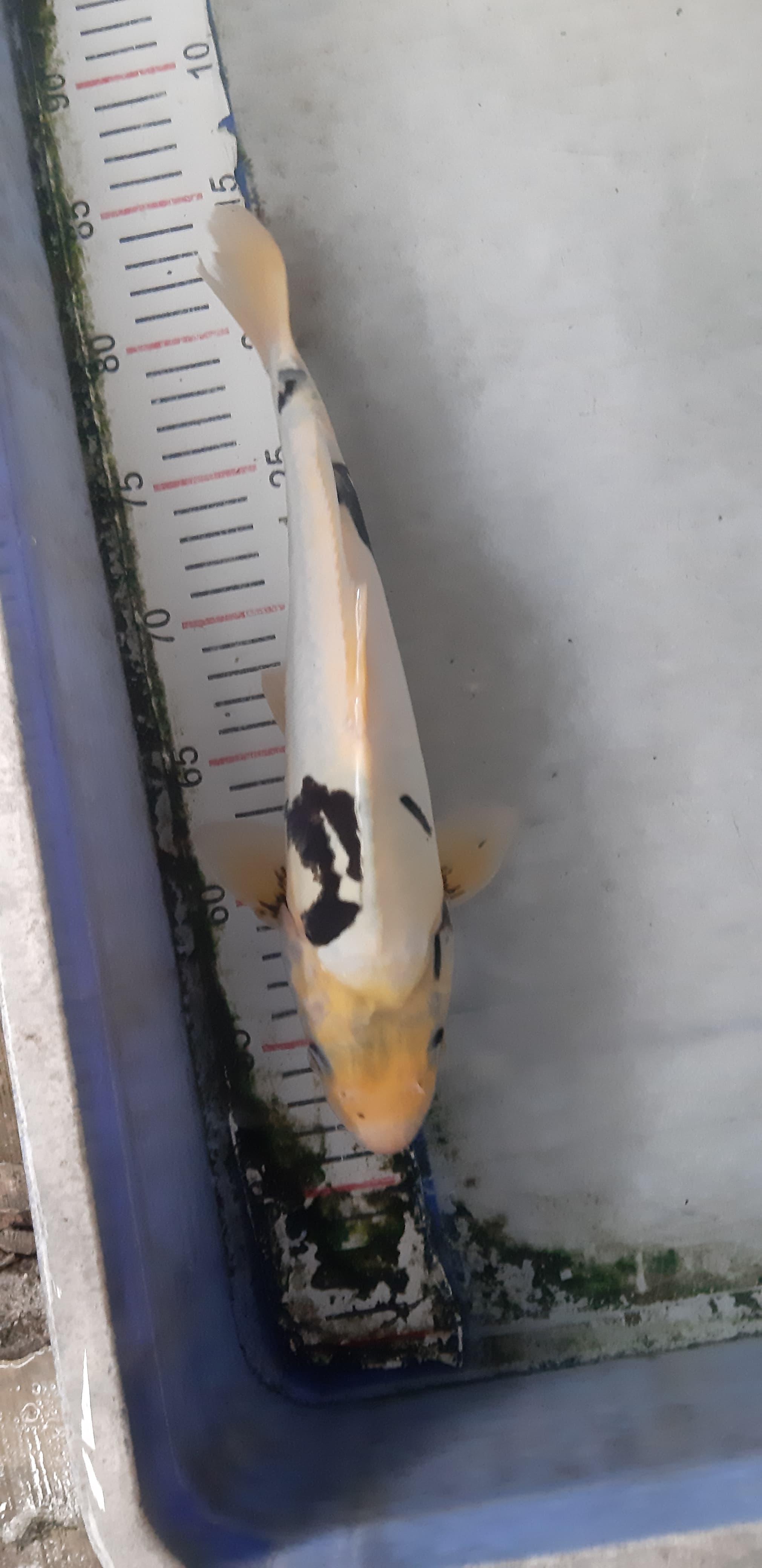 Lelang Koi Online, Jual Beli Ikan Koi, Pusat Jual Beli Koi, Info Lelang Koi Hari Ini, Platform Jual Beli Koi, Jual Beli Ikan Koi Online, Marketplace Ikan Koi, Jual Koi Terbaik, Tempat Beli Koi Berkualitas, Pasar Ikan Koi Online Terpercaya, Penjual Ikan Koi Terpercaya, Beli Koi Hias Online, Ikan Koi untuk Dijual, Koi Kualitas Terbaik, Toko Online Ikan Koi, Koi Hias Untuk Dijual, Jual Beli Ikan Koi Lokal, Koi Indonesia Online, Pusat Jual Beli Koi Terbesar