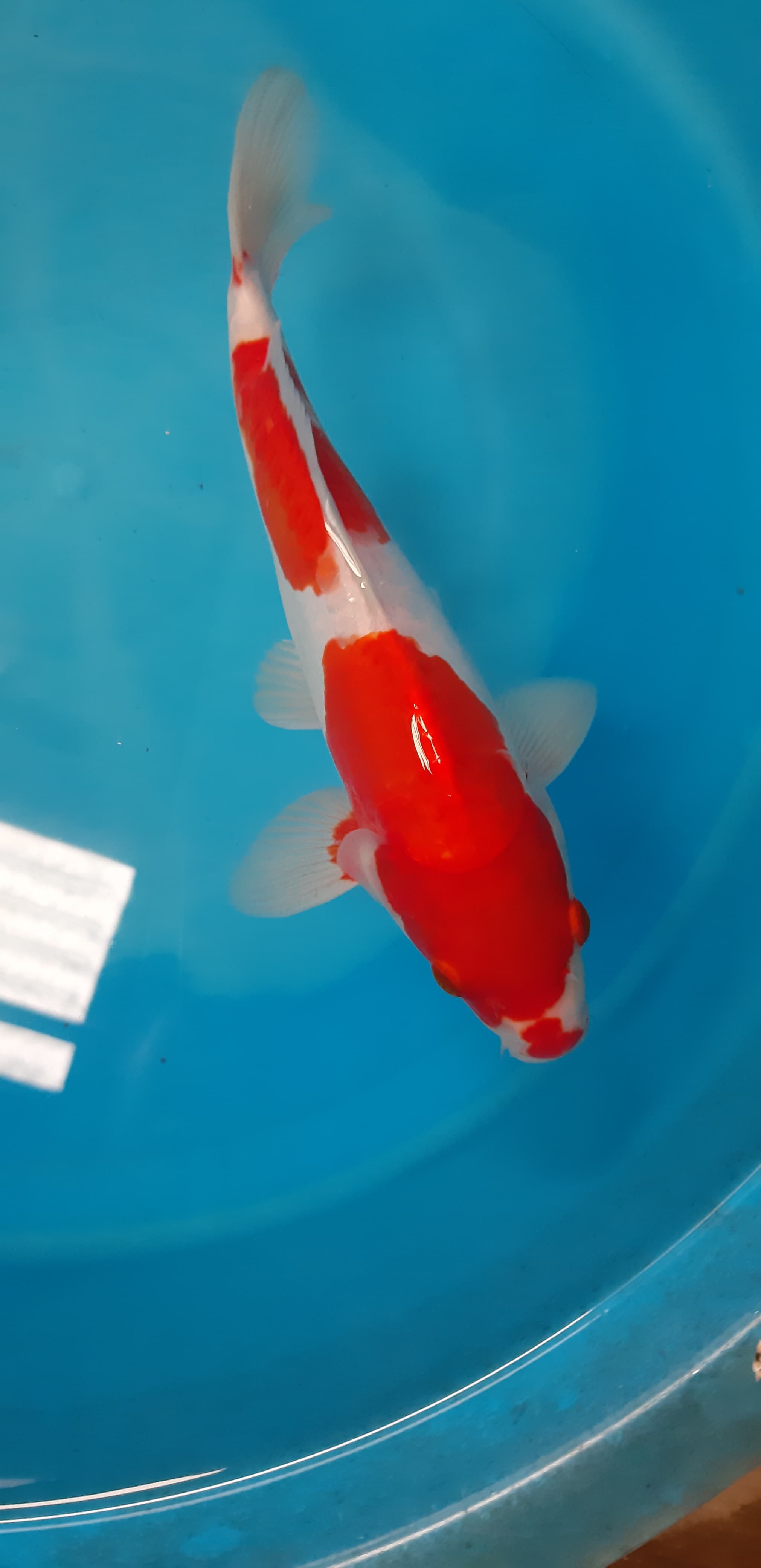 Lelang Koi Online, Jual Beli Ikan Koi, Pusat Jual Beli Koi, Info Lelang Koi Hari Ini, Platform Jual Beli Koi, Jual Beli Ikan Koi Online, Marketplace Ikan Koi, Jual Koi Terbaik, Tempat Beli Koi Berkualitas, Pasar Ikan Koi Online Terpercaya, Penjual Ikan Koi Terpercaya, Beli Koi Hias Online, Ikan Koi untuk Dijual, Koi Kualitas Terbaik, Toko Online Ikan Koi, Koi Hias Untuk Dijual, Jual Beli Ikan Koi Lokal, Koi Indonesia Online, Pusat Jual Beli Koi Terbesar