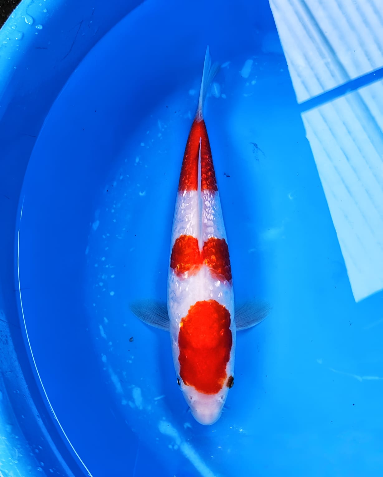Lelang Koi Online, Jual Beli Ikan Koi, Pusat Jual Beli Koi, Info Lelang Koi Hari Ini, Platform Jual Beli Koi, Jual Beli Ikan Koi Online, Marketplace Ikan Koi, Jual Koi Terbaik, Tempat Beli Koi Berkualitas, Pasar Ikan Koi Online Terpercaya, Penjual Ikan Koi Terpercaya, Beli Koi Hias Online, Ikan Koi untuk Dijual, Koi Kualitas Terbaik, Toko Online Ikan Koi, Koi Hias Untuk Dijual, Jual Beli Ikan Koi Lokal, Koi Indonesia Online, Pusat Jual Beli Koi Terbesar