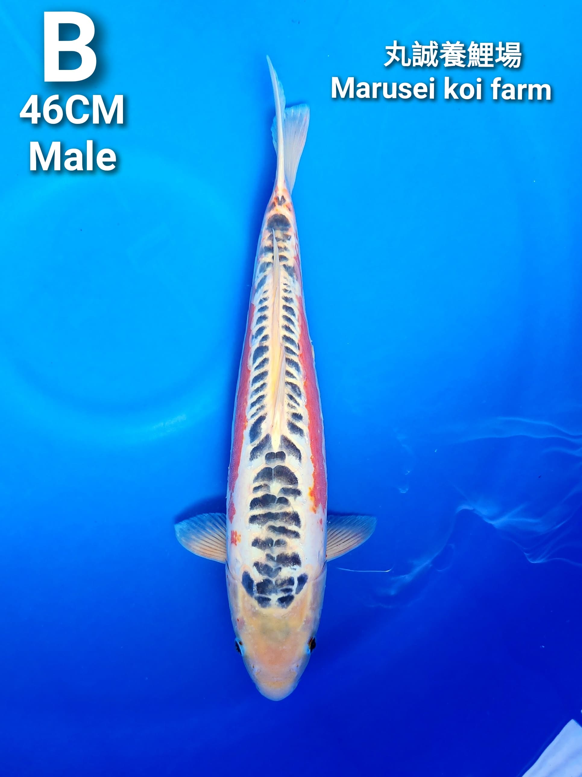 Lelang Koi Online, Jual Beli Ikan Koi, Pusat Jual Beli Koi, Info Lelang Koi Hari Ini, Platform Jual Beli Koi, Jual Beli Ikan Koi Online, Marketplace Ikan Koi, Jual Koi Terbaik, Tempat Beli Koi Berkualitas, Pasar Ikan Koi Online Terpercaya, Penjual Ikan Koi Terpercaya, Beli Koi Hias Online, Ikan Koi untuk Dijual, Koi Kualitas Terbaik, Toko Online Ikan Koi, Koi Hias Untuk Dijual, Jual Beli Ikan Koi Lokal, Koi Indonesia Online, Pusat Jual Beli Koi Terbesar