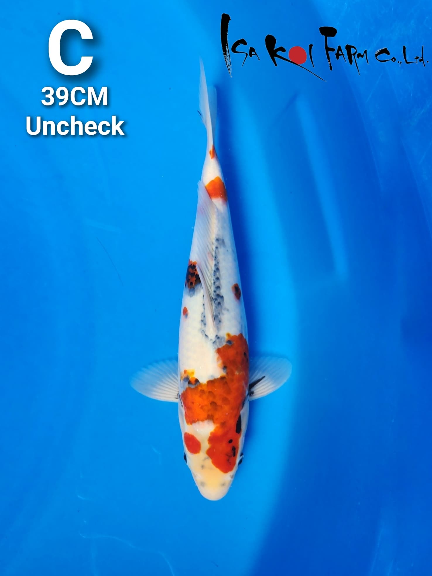 Lelang Koi Online, Jual Beli Ikan Koi, Pusat Jual Beli Koi, Info Lelang Koi Hari Ini, Platform Jual Beli Koi, Jual Beli Ikan Koi Online, Marketplace Ikan Koi, Jual Koi Terbaik, Tempat Beli Koi Berkualitas, Pasar Ikan Koi Online Terpercaya, Penjual Ikan Koi Terpercaya, Beli Koi Hias Online, Ikan Koi untuk Dijual, Koi Kualitas Terbaik, Toko Online Ikan Koi, Koi Hias Untuk Dijual, Jual Beli Ikan Koi Lokal, Koi Indonesia Online, Pusat Jual Beli Koi Terbesar