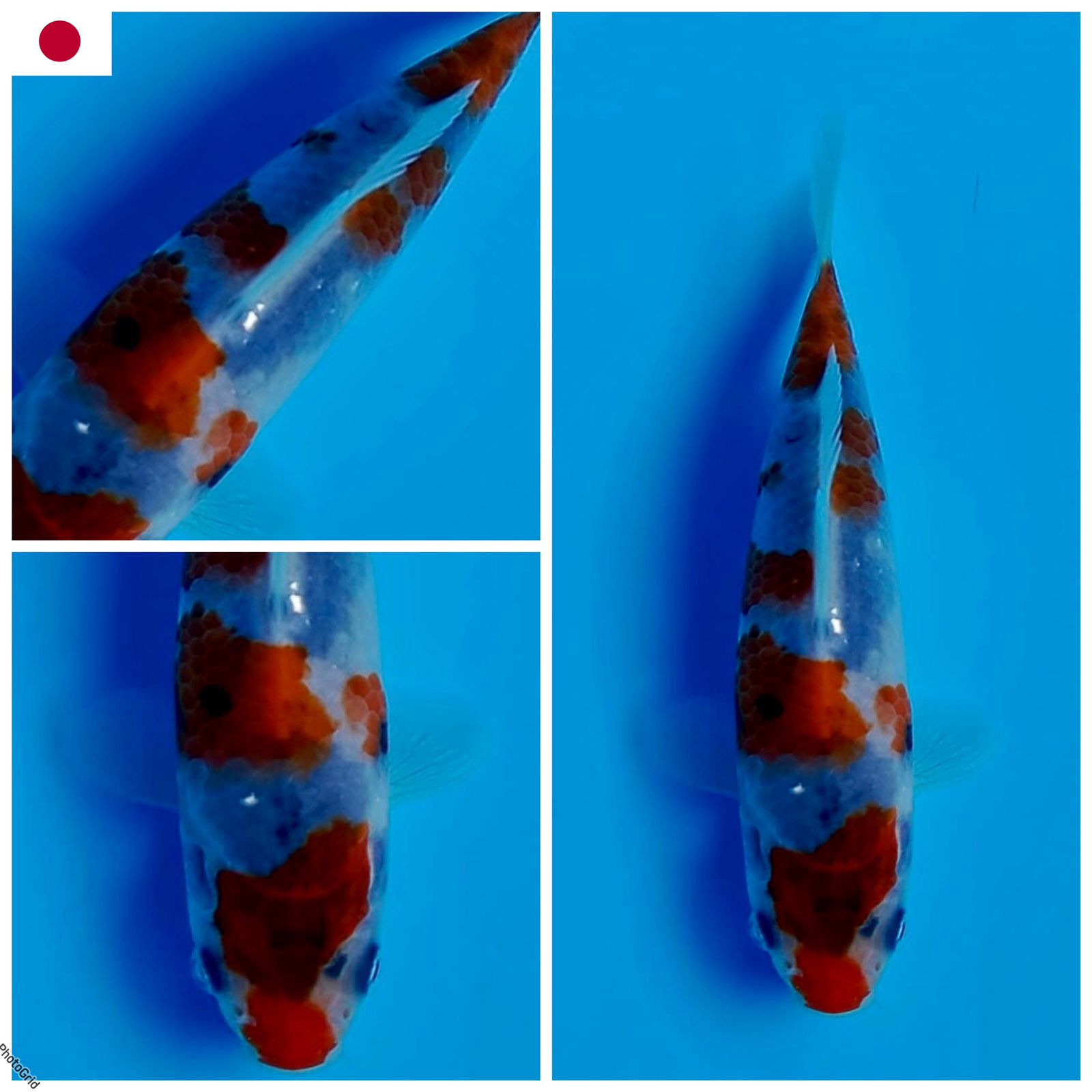 Lelang Koi Online, Jual Beli Ikan Koi, Pusat Jual Beli Koi, Info Lelang Koi Hari Ini, Platform Jual Beli Koi, Jual Beli Ikan Koi Online, Marketplace Ikan Koi, Jual Koi Terbaik, Tempat Beli Koi Berkualitas, Pasar Ikan Koi Online Terpercaya, Penjual Ikan Koi Terpercaya, Beli Koi Hias Online, Ikan Koi untuk Dijual, Koi Kualitas Terbaik, Toko Online Ikan Koi, Koi Hias Untuk Dijual, Jual Beli Ikan Koi Lokal, Koi Indonesia Online, Pusat Jual Beli Koi Terbesar