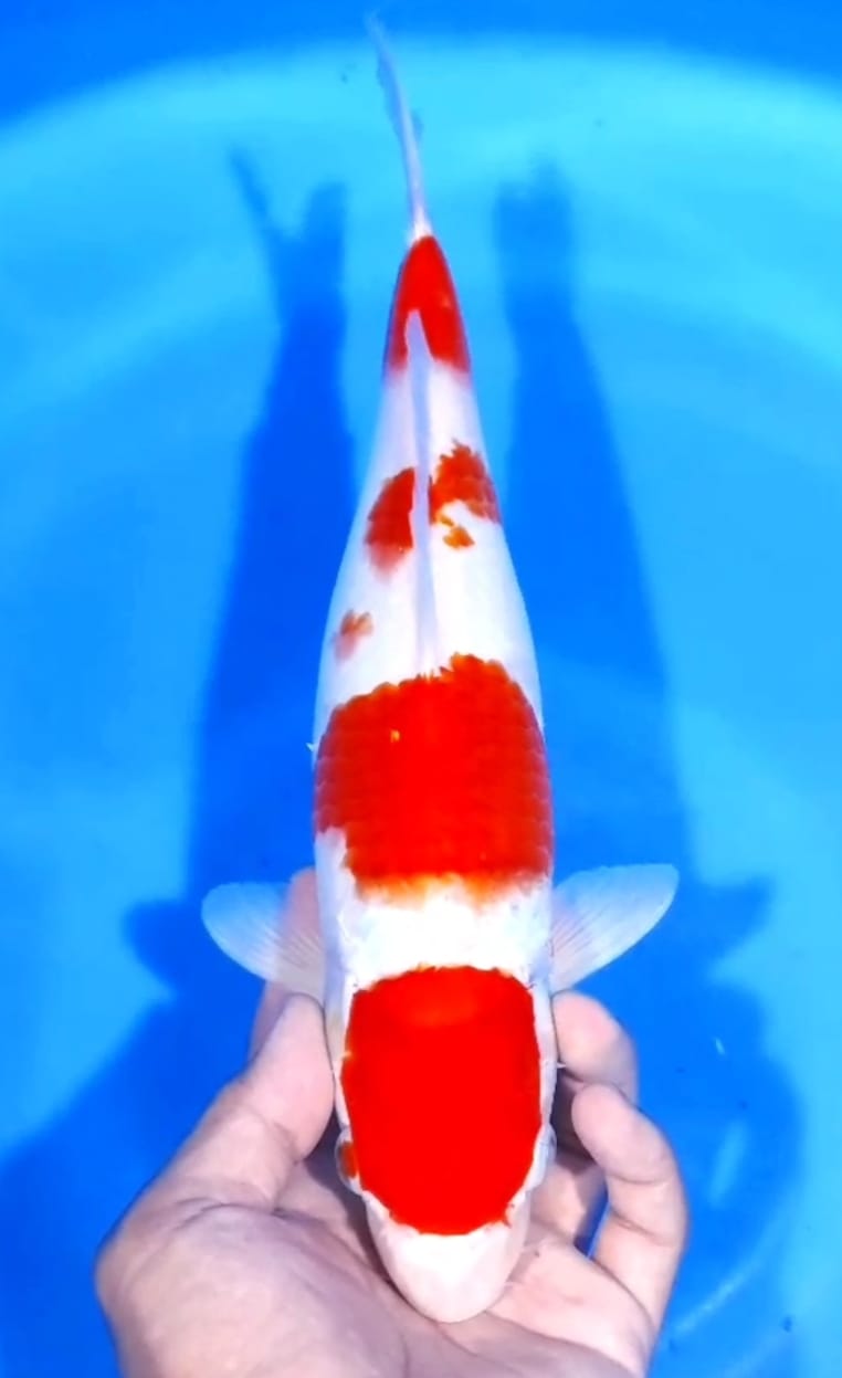 Lelang Koi Online, Jual Beli Ikan Koi, Pusat Jual Beli Koi, Info Lelang Koi Hari Ini, Platform Jual Beli Koi, Jual Beli Ikan Koi Online, Marketplace Ikan Koi, Jual Koi Terbaik, Tempat Beli Koi Berkualitas, Pasar Ikan Koi Online Terpercaya, Penjual Ikan Koi Terpercaya, Beli Koi Hias Online, Ikan Koi untuk Dijual, Koi Kualitas Terbaik, Toko Online Ikan Koi, Koi Hias Untuk Dijual, Jual Beli Ikan Koi Lokal, Koi Indonesia Online, Pusat Jual Beli Koi Terbesar