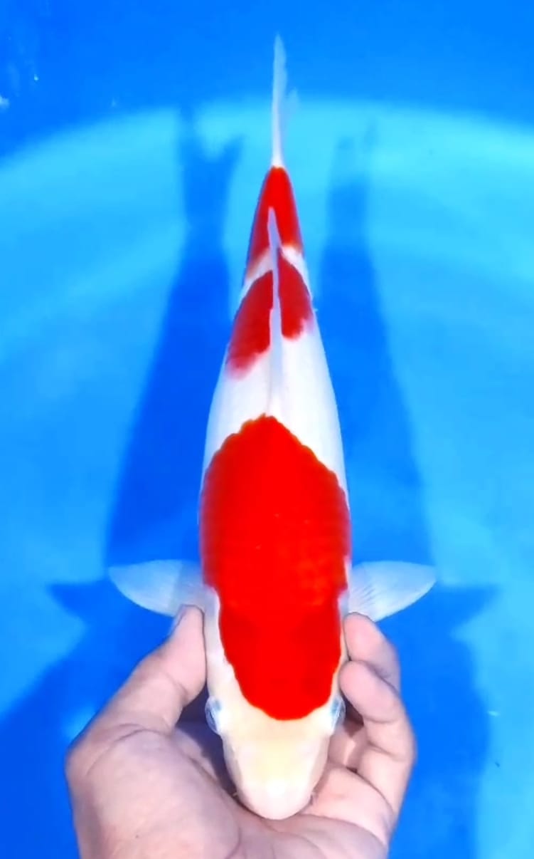 Lelang Koi Online, Jual Beli Ikan Koi, Pusat Jual Beli Koi, Info Lelang Koi Hari Ini, Platform Jual Beli Koi, Jual Beli Ikan Koi Online, Marketplace Ikan Koi, Jual Koi Terbaik, Tempat Beli Koi Berkualitas, Pasar Ikan Koi Online Terpercaya, Penjual Ikan Koi Terpercaya, Beli Koi Hias Online, Ikan Koi untuk Dijual, Koi Kualitas Terbaik, Toko Online Ikan Koi, Koi Hias Untuk Dijual, Jual Beli Ikan Koi Lokal, Koi Indonesia Online, Pusat Jual Beli Koi Terbesar