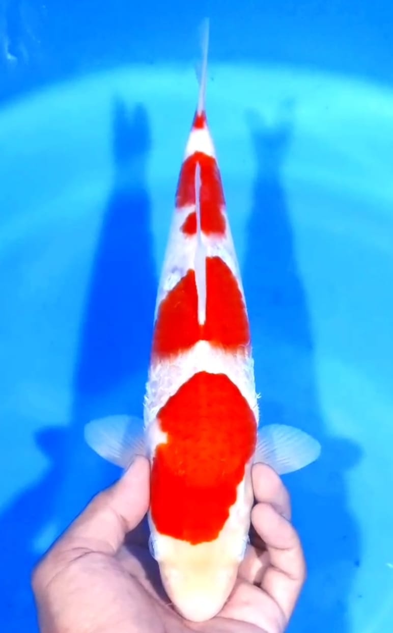 Lelang Koi Online, Jual Beli Ikan Koi, Pusat Jual Beli Koi, Info Lelang Koi Hari Ini, Platform Jual Beli Koi, Jual Beli Ikan Koi Online, Marketplace Ikan Koi, Jual Koi Terbaik, Tempat Beli Koi Berkualitas, Pasar Ikan Koi Online Terpercaya, Penjual Ikan Koi Terpercaya, Beli Koi Hias Online, Ikan Koi untuk Dijual, Koi Kualitas Terbaik, Toko Online Ikan Koi, Koi Hias Untuk Dijual, Jual Beli Ikan Koi Lokal, Koi Indonesia Online, Pusat Jual Beli Koi Terbesar