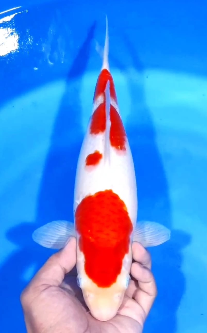 Lelang Koi Online, Jual Beli Ikan Koi, Pusat Jual Beli Koi, Info Lelang Koi Hari Ini, Platform Jual Beli Koi, Jual Beli Ikan Koi Online, Marketplace Ikan Koi, Jual Koi Terbaik, Tempat Beli Koi Berkualitas, Pasar Ikan Koi Online Terpercaya, Penjual Ikan Koi Terpercaya, Beli Koi Hias Online, Ikan Koi untuk Dijual, Koi Kualitas Terbaik, Toko Online Ikan Koi, Koi Hias Untuk Dijual, Jual Beli Ikan Koi Lokal, Koi Indonesia Online, Pusat Jual Beli Koi Terbesar