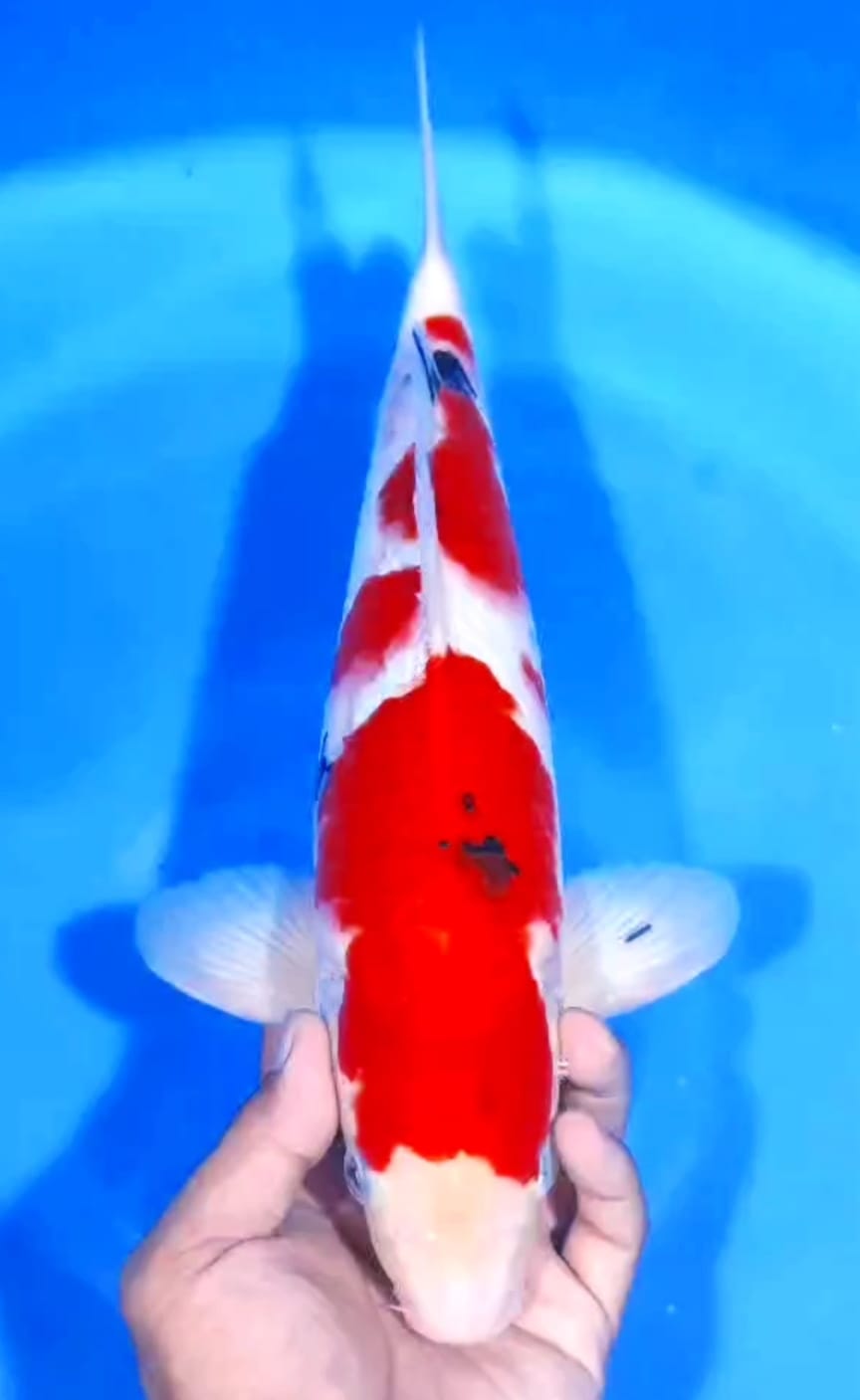 Lelang Koi Online, Jual Beli Ikan Koi, Pusat Jual Beli Koi, Info Lelang Koi Hari Ini, Platform Jual Beli Koi, Jual Beli Ikan Koi Online, Marketplace Ikan Koi, Jual Koi Terbaik, Tempat Beli Koi Berkualitas, Pasar Ikan Koi Online Terpercaya, Penjual Ikan Koi Terpercaya, Beli Koi Hias Online, Ikan Koi untuk Dijual, Koi Kualitas Terbaik, Toko Online Ikan Koi, Koi Hias Untuk Dijual, Jual Beli Ikan Koi Lokal, Koi Indonesia Online, Pusat Jual Beli Koi Terbesar