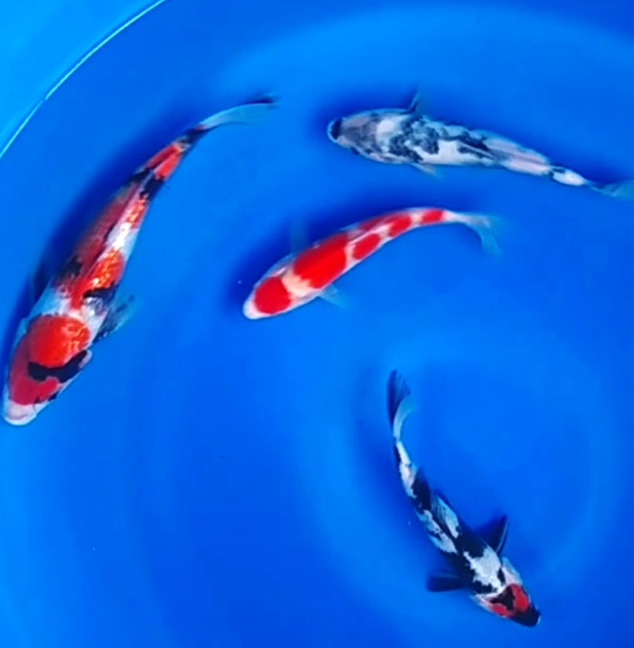 Lelang Koi Online, Jual Beli Ikan Koi, Pusat Jual Beli Koi, Info Lelang Koi Hari Ini, Platform Jual Beli Koi, Jual Beli Ikan Koi Online, Marketplace Ikan Koi, Jual Koi Terbaik, Tempat Beli Koi Berkualitas, Pasar Ikan Koi Online Terpercaya, Penjual Ikan Koi Terpercaya, Beli Koi Hias Online, Ikan Koi untuk Dijual, Koi Kualitas Terbaik, Toko Online Ikan Koi, Koi Hias Untuk Dijual, Jual Beli Ikan Koi Lokal, Koi Indonesia Online, Pusat Jual Beli Koi Terbesar