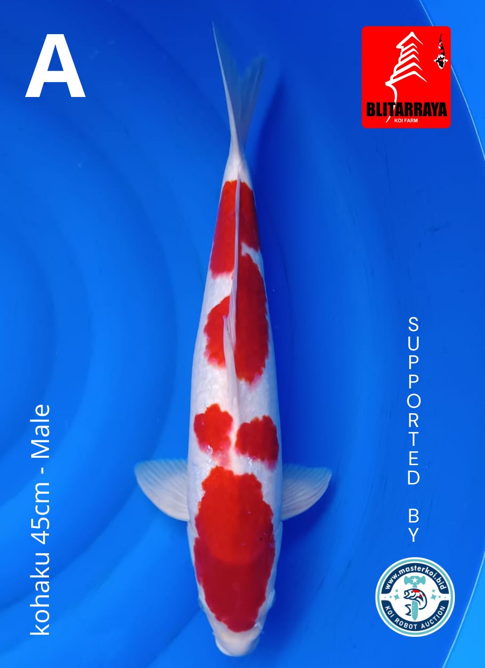 Lelang Koi Online, Jual Beli Ikan Koi, Pusat Jual Beli Koi, Info Lelang Koi Hari Ini, Platform Jual Beli Koi, Jual Beli Ikan Koi Online, Marketplace Ikan Koi, Jual Koi Terbaik, Tempat Beli Koi Berkualitas, Pasar Ikan Koi Online Terpercaya, Penjual Ikan Koi Terpercaya, Beli Koi Hias Online, Ikan Koi untuk Dijual, Koi Kualitas Terbaik, Toko Online Ikan Koi, Koi Hias Untuk Dijual, Jual Beli Ikan Koi Lokal, Koi Indonesia Online, Pusat Jual Beli Koi Terbesar