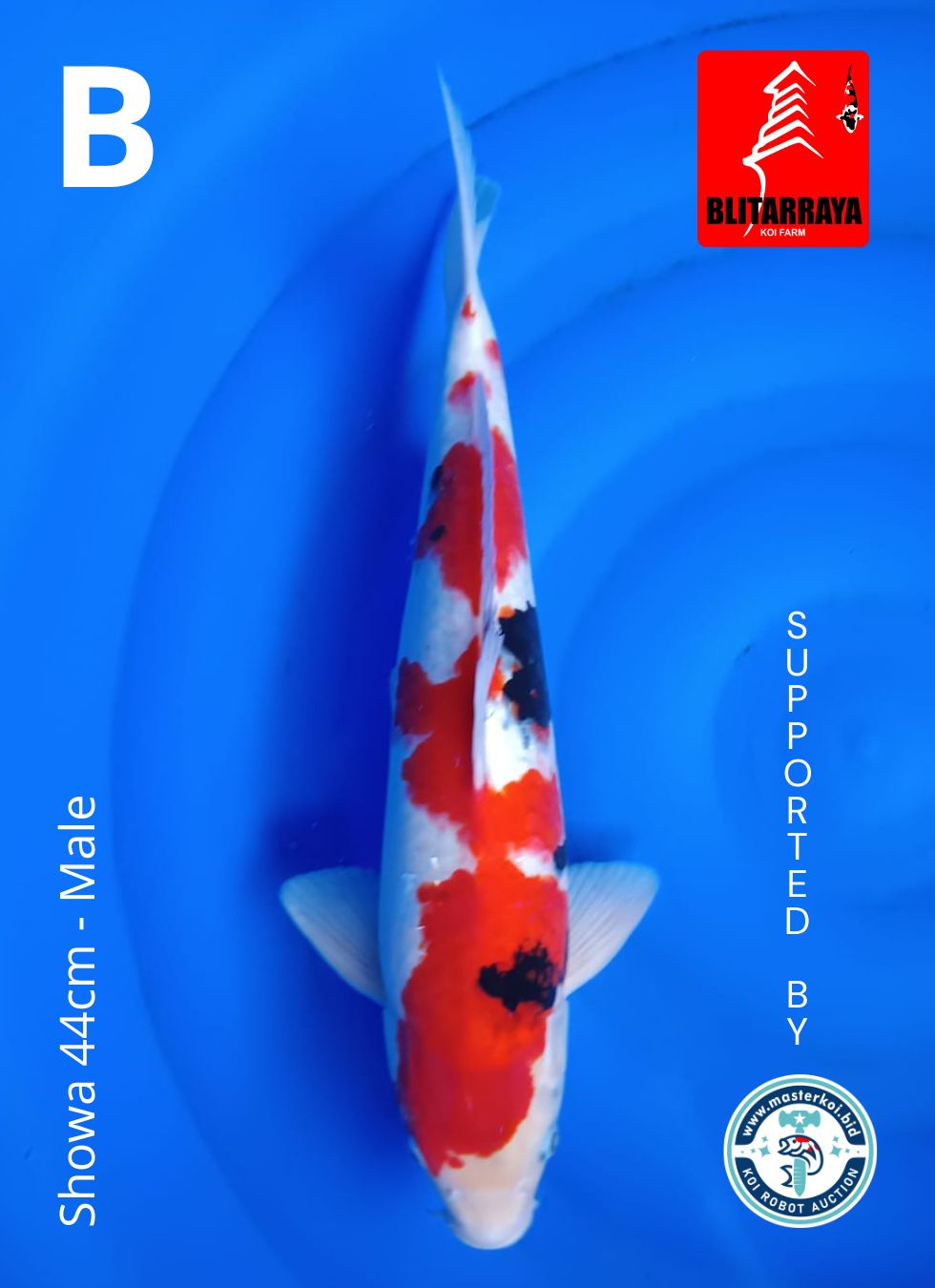 Lelang Koi Online, Jual Beli Ikan Koi, Pusat Jual Beli Koi, Info Lelang Koi Hari Ini, Platform Jual Beli Koi, Jual Beli Ikan Koi Online, Marketplace Ikan Koi, Jual Koi Terbaik, Tempat Beli Koi Berkualitas, Pasar Ikan Koi Online Terpercaya, Penjual Ikan Koi Terpercaya, Beli Koi Hias Online, Ikan Koi untuk Dijual, Koi Kualitas Terbaik, Toko Online Ikan Koi, Koi Hias Untuk Dijual, Jual Beli Ikan Koi Lokal, Koi Indonesia Online, Pusat Jual Beli Koi Terbesar