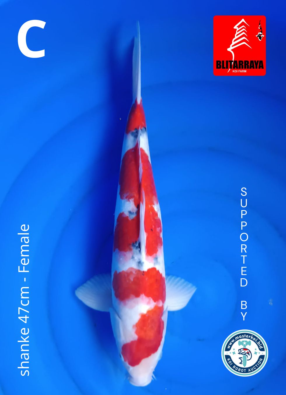 Lelang Koi Online, Jual Beli Ikan Koi, Pusat Jual Beli Koi, Info Lelang Koi Hari Ini, Platform Jual Beli Koi, Jual Beli Ikan Koi Online, Marketplace Ikan Koi, Jual Koi Terbaik, Tempat Beli Koi Berkualitas, Pasar Ikan Koi Online Terpercaya, Penjual Ikan Koi Terpercaya, Beli Koi Hias Online, Ikan Koi untuk Dijual, Koi Kualitas Terbaik, Toko Online Ikan Koi, Koi Hias Untuk Dijual, Jual Beli Ikan Koi Lokal, Koi Indonesia Online, Pusat Jual Beli Koi Terbesar