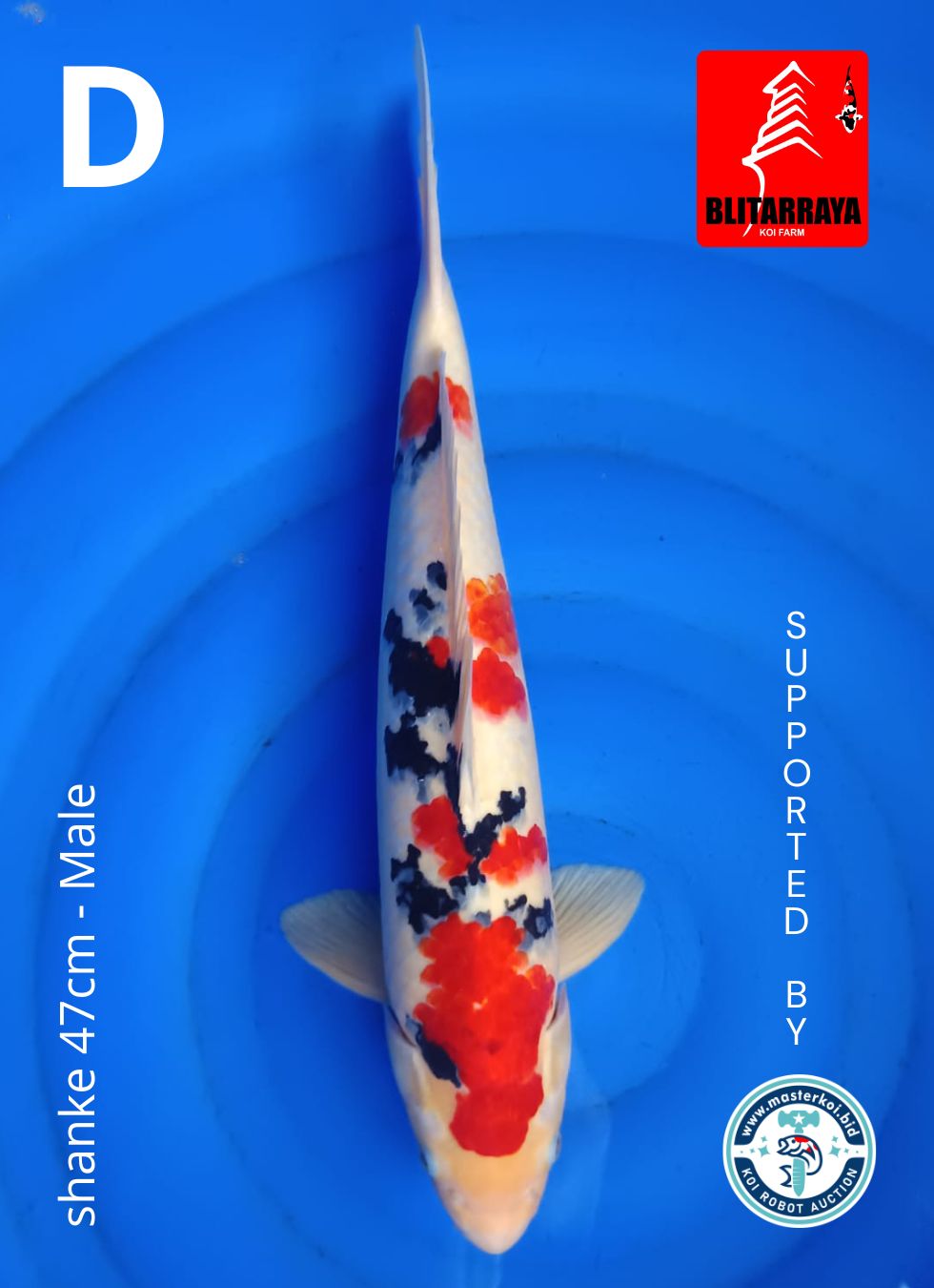 Lelang Koi Online, Jual Beli Ikan Koi, Pusat Jual Beli Koi, Info Lelang Koi Hari Ini, Platform Jual Beli Koi, Jual Beli Ikan Koi Online, Marketplace Ikan Koi, Jual Koi Terbaik, Tempat Beli Koi Berkualitas, Pasar Ikan Koi Online Terpercaya, Penjual Ikan Koi Terpercaya, Beli Koi Hias Online, Ikan Koi untuk Dijual, Koi Kualitas Terbaik, Toko Online Ikan Koi, Koi Hias Untuk Dijual, Jual Beli Ikan Koi Lokal, Koi Indonesia Online, Pusat Jual Beli Koi Terbesar