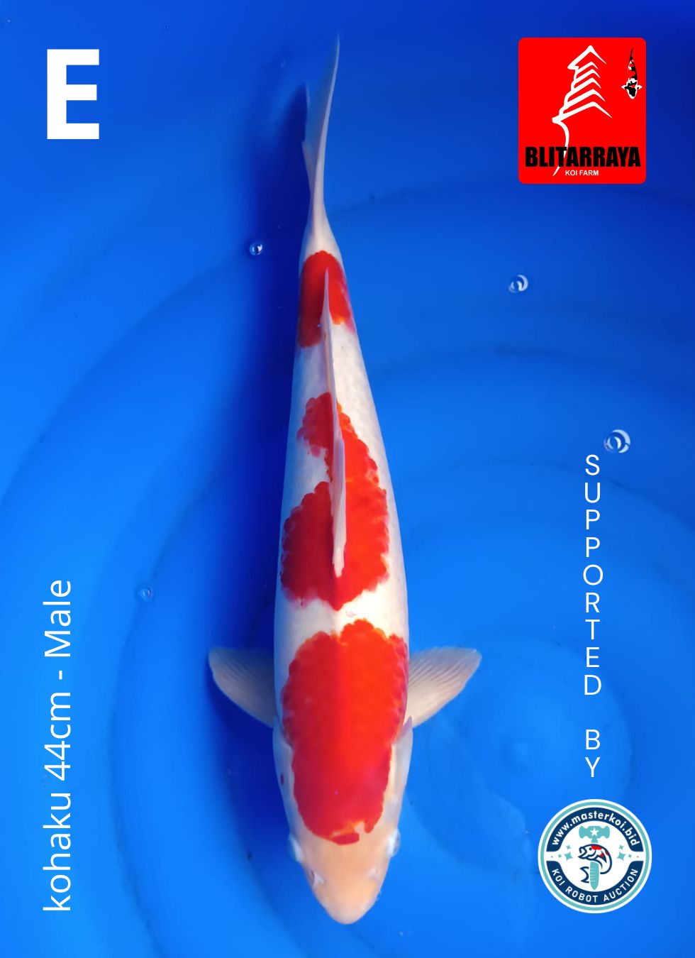 Lelang Koi Online, Jual Beli Ikan Koi, Pusat Jual Beli Koi, Info Lelang Koi Hari Ini, Platform Jual Beli Koi, Jual Beli Ikan Koi Online, Marketplace Ikan Koi, Jual Koi Terbaik, Tempat Beli Koi Berkualitas, Pasar Ikan Koi Online Terpercaya, Penjual Ikan Koi Terpercaya, Beli Koi Hias Online, Ikan Koi untuk Dijual, Koi Kualitas Terbaik, Toko Online Ikan Koi, Koi Hias Untuk Dijual, Jual Beli Ikan Koi Lokal, Koi Indonesia Online, Pusat Jual Beli Koi Terbesar