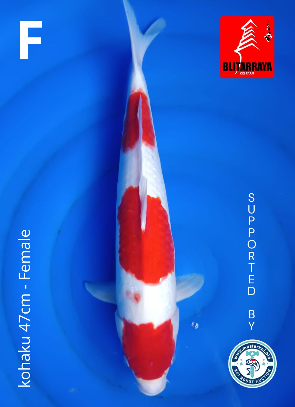 Lelang Koi Online, Jual Beli Ikan Koi, Pusat Jual Beli Koi, Info Lelang Koi Hari Ini, Platform Jual Beli Koi, Jual Beli Ikan Koi Online, Marketplace Ikan Koi, Jual Koi Terbaik, Tempat Beli Koi Berkualitas, Pasar Ikan Koi Online Terpercaya, Penjual Ikan Koi Terpercaya, Beli Koi Hias Online, Ikan Koi untuk Dijual, Koi Kualitas Terbaik, Toko Online Ikan Koi, Koi Hias Untuk Dijual, Jual Beli Ikan Koi Lokal, Koi Indonesia Online, Pusat Jual Beli Koi Terbesar