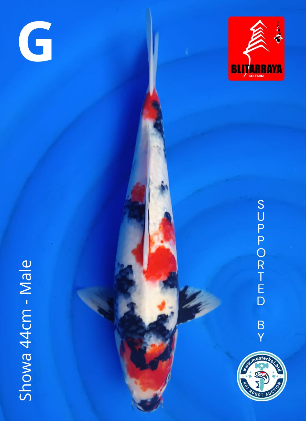 Lelang Koi Online, Jual Beli Ikan Koi, Pusat Jual Beli Koi, Info Lelang Koi Hari Ini, Platform Jual Beli Koi, Jual Beli Ikan Koi Online, Marketplace Ikan Koi, Jual Koi Terbaik, Tempat Beli Koi Berkualitas, Pasar Ikan Koi Online Terpercaya, Penjual Ikan Koi Terpercaya, Beli Koi Hias Online, Ikan Koi untuk Dijual, Koi Kualitas Terbaik, Toko Online Ikan Koi, Koi Hias Untuk Dijual, Jual Beli Ikan Koi Lokal, Koi Indonesia Online, Pusat Jual Beli Koi Terbesar
