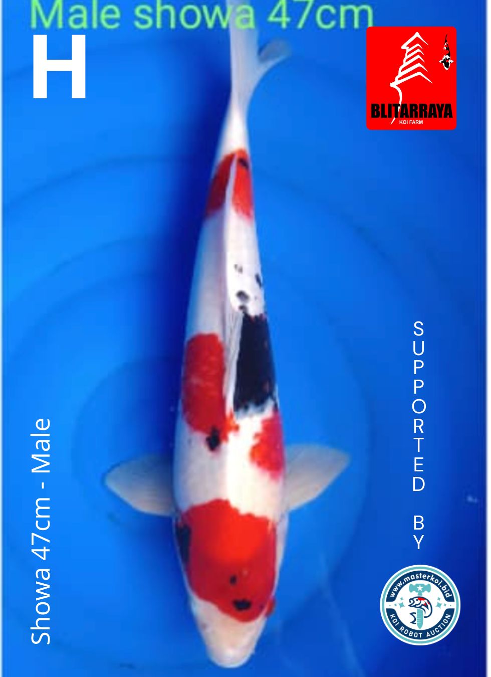 Lelang Koi Online, Jual Beli Ikan Koi, Pusat Jual Beli Koi, Info Lelang Koi Hari Ini, Platform Jual Beli Koi, Jual Beli Ikan Koi Online, Marketplace Ikan Koi, Jual Koi Terbaik, Tempat Beli Koi Berkualitas, Pasar Ikan Koi Online Terpercaya, Penjual Ikan Koi Terpercaya, Beli Koi Hias Online, Ikan Koi untuk Dijual, Koi Kualitas Terbaik, Toko Online Ikan Koi, Koi Hias Untuk Dijual, Jual Beli Ikan Koi Lokal, Koi Indonesia Online, Pusat Jual Beli Koi Terbesar
