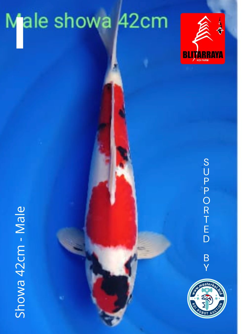 Lelang Koi Online, Jual Beli Ikan Koi, Pusat Jual Beli Koi, Info Lelang Koi Hari Ini, Platform Jual Beli Koi, Jual Beli Ikan Koi Online, Marketplace Ikan Koi, Jual Koi Terbaik, Tempat Beli Koi Berkualitas, Pasar Ikan Koi Online Terpercaya, Penjual Ikan Koi Terpercaya, Beli Koi Hias Online, Ikan Koi untuk Dijual, Koi Kualitas Terbaik, Toko Online Ikan Koi, Koi Hias Untuk Dijual, Jual Beli Ikan Koi Lokal, Koi Indonesia Online, Pusat Jual Beli Koi Terbesar