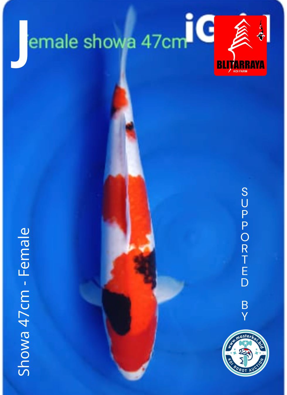 Lelang Koi Online, Jual Beli Ikan Koi, Pusat Jual Beli Koi, Info Lelang Koi Hari Ini, Platform Jual Beli Koi, Jual Beli Ikan Koi Online, Marketplace Ikan Koi, Jual Koi Terbaik, Tempat Beli Koi Berkualitas, Pasar Ikan Koi Online Terpercaya, Penjual Ikan Koi Terpercaya, Beli Koi Hias Online, Ikan Koi untuk Dijual, Koi Kualitas Terbaik, Toko Online Ikan Koi, Koi Hias Untuk Dijual, Jual Beli Ikan Koi Lokal, Koi Indonesia Online, Pusat Jual Beli Koi Terbesar