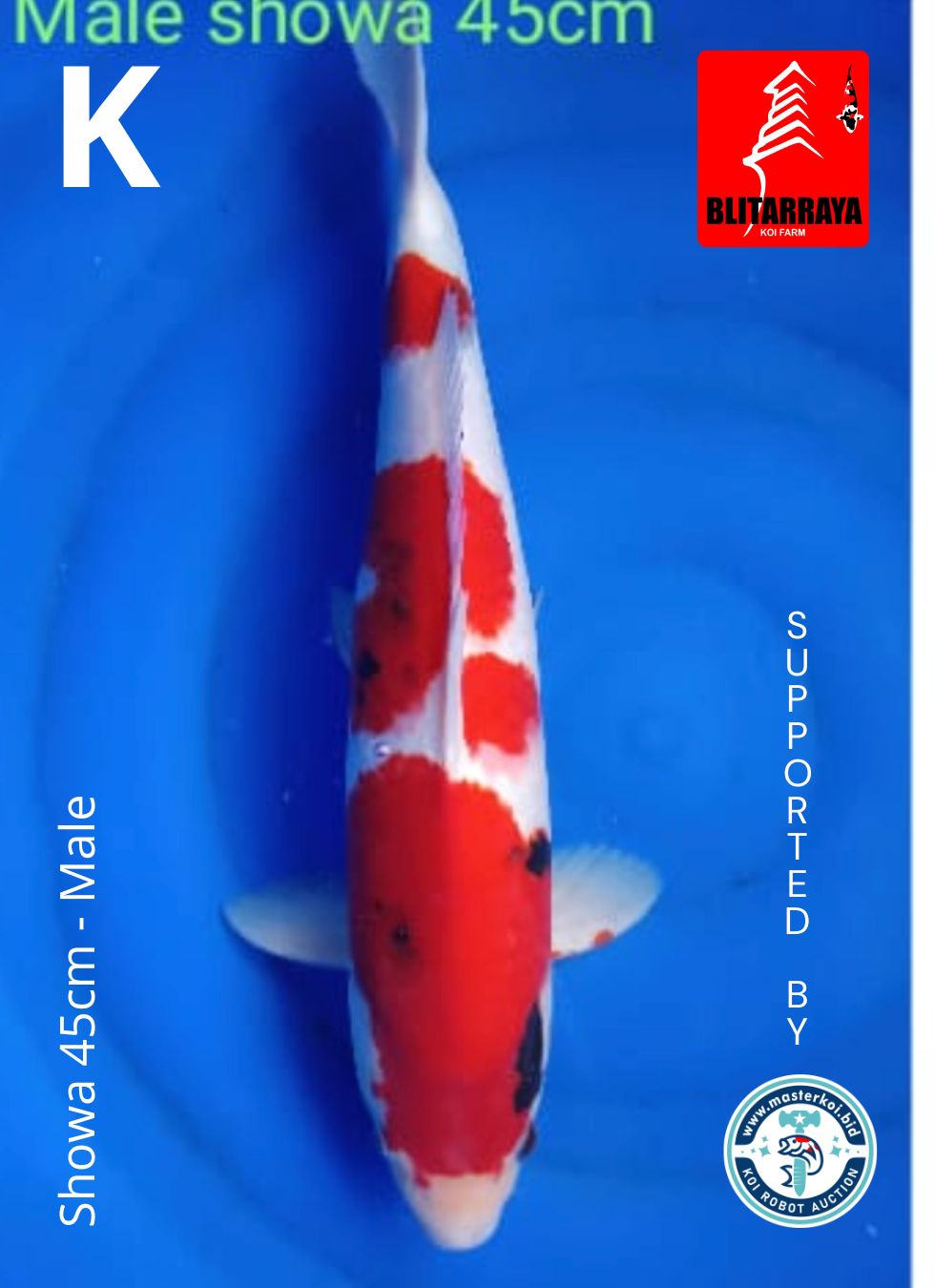 Lelang Koi Online, Jual Beli Ikan Koi, Pusat Jual Beli Koi, Info Lelang Koi Hari Ini, Platform Jual Beli Koi, Jual Beli Ikan Koi Online, Marketplace Ikan Koi, Jual Koi Terbaik, Tempat Beli Koi Berkualitas, Pasar Ikan Koi Online Terpercaya, Penjual Ikan Koi Terpercaya, Beli Koi Hias Online, Ikan Koi untuk Dijual, Koi Kualitas Terbaik, Toko Online Ikan Koi, Koi Hias Untuk Dijual, Jual Beli Ikan Koi Lokal, Koi Indonesia Online, Pusat Jual Beli Koi Terbesar