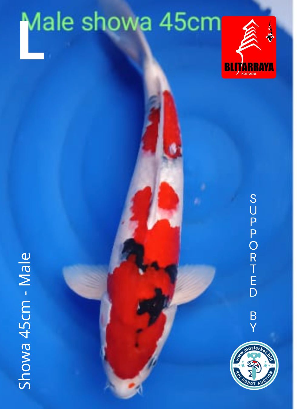 Lelang Koi Online, Jual Beli Ikan Koi, Pusat Jual Beli Koi, Info Lelang Koi Hari Ini, Platform Jual Beli Koi, Jual Beli Ikan Koi Online, Marketplace Ikan Koi, Jual Koi Terbaik, Tempat Beli Koi Berkualitas, Pasar Ikan Koi Online Terpercaya, Penjual Ikan Koi Terpercaya, Beli Koi Hias Online, Ikan Koi untuk Dijual, Koi Kualitas Terbaik, Toko Online Ikan Koi, Koi Hias Untuk Dijual, Jual Beli Ikan Koi Lokal, Koi Indonesia Online, Pusat Jual Beli Koi Terbesar