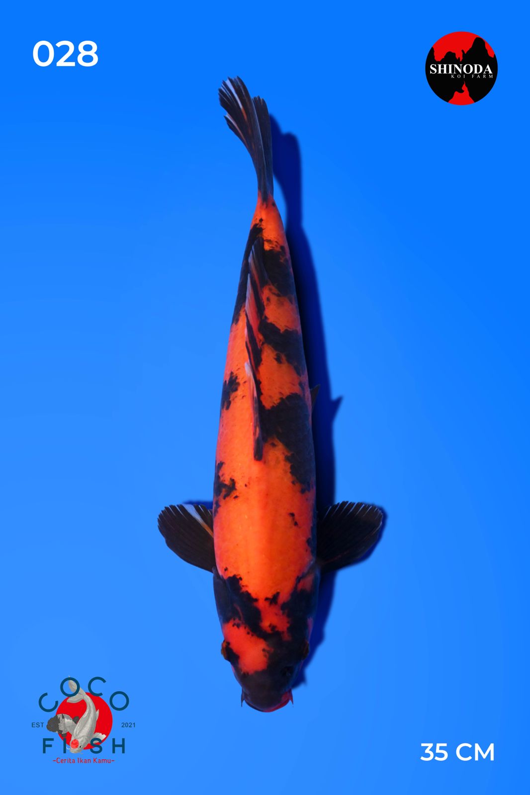 Lelang Koi Online, Jual Beli Ikan Koi, Pusat Jual Beli Koi, Info Lelang Koi Hari Ini, Platform Jual Beli Koi, Jual Beli Ikan Koi Online, Marketplace Ikan Koi, Jual Koi Terbaik, Tempat Beli Koi Berkualitas, Pasar Ikan Koi Online Terpercaya, Penjual Ikan Koi Terpercaya, Beli Koi Hias Online, Ikan Koi untuk Dijual, Koi Kualitas Terbaik, Toko Online Ikan Koi, Koi Hias Untuk Dijual, Jual Beli Ikan Koi Lokal, Koi Indonesia Online, Pusat Jual Beli Koi Terbesar