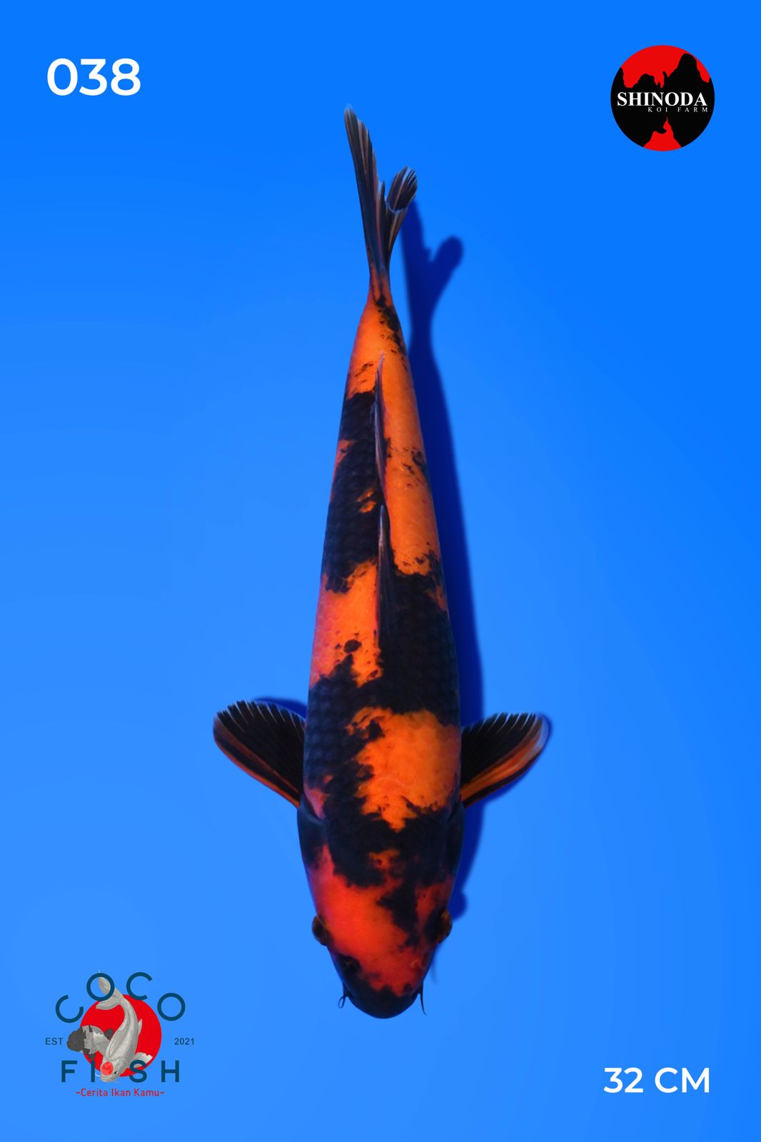 Lelang Koi Online, Jual Beli Ikan Koi, Pusat Jual Beli Koi, Info Lelang Koi Hari Ini, Platform Jual Beli Koi, Jual Beli Ikan Koi Online, Marketplace Ikan Koi, Jual Koi Terbaik, Tempat Beli Koi Berkualitas, Pasar Ikan Koi Online Terpercaya, Penjual Ikan Koi Terpercaya, Beli Koi Hias Online, Ikan Koi untuk Dijual, Koi Kualitas Terbaik, Toko Online Ikan Koi, Koi Hias Untuk Dijual, Jual Beli Ikan Koi Lokal, Koi Indonesia Online, Pusat Jual Beli Koi Terbesar