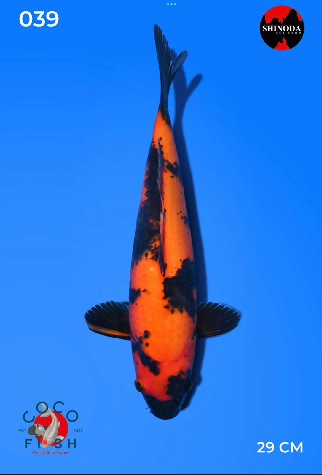 Lelang Koi Online, Jual Beli Ikan Koi, Pusat Jual Beli Koi, Info Lelang Koi Hari Ini, Platform Jual Beli Koi, Jual Beli Ikan Koi Online, Marketplace Ikan Koi, Jual Koi Terbaik, Tempat Beli Koi Berkualitas, Pasar Ikan Koi Online Terpercaya, Penjual Ikan Koi Terpercaya, Beli Koi Hias Online, Ikan Koi untuk Dijual, Koi Kualitas Terbaik, Toko Online Ikan Koi, Koi Hias Untuk Dijual, Jual Beli Ikan Koi Lokal, Koi Indonesia Online, Pusat Jual Beli Koi Terbesar