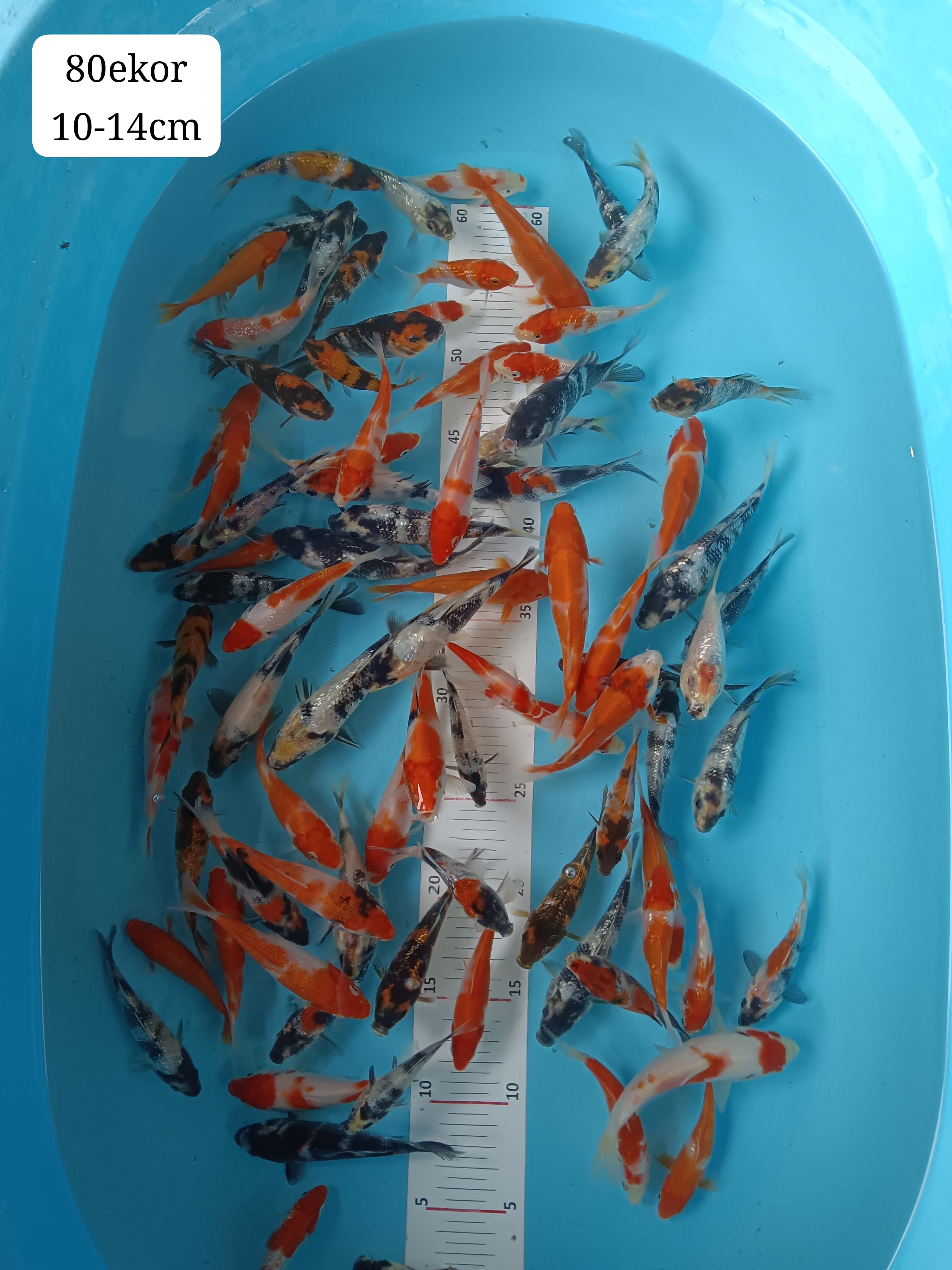 Lelang Koi Online, Jual Beli Ikan Koi, Pusat Jual Beli Koi, Info Lelang Koi Hari Ini, Platform Jual Beli Koi, Jual Beli Ikan Koi Online, Marketplace Ikan Koi, Jual Koi Terbaik, Tempat Beli Koi Berkualitas, Pasar Ikan Koi Online Terpercaya, Penjual Ikan Koi Terpercaya, Beli Koi Hias Online, Ikan Koi untuk Dijual, Koi Kualitas Terbaik, Toko Online Ikan Koi, Koi Hias Untuk Dijual, Jual Beli Ikan Koi Lokal, Koi Indonesia Online, Pusat Jual Beli Koi Terbesar