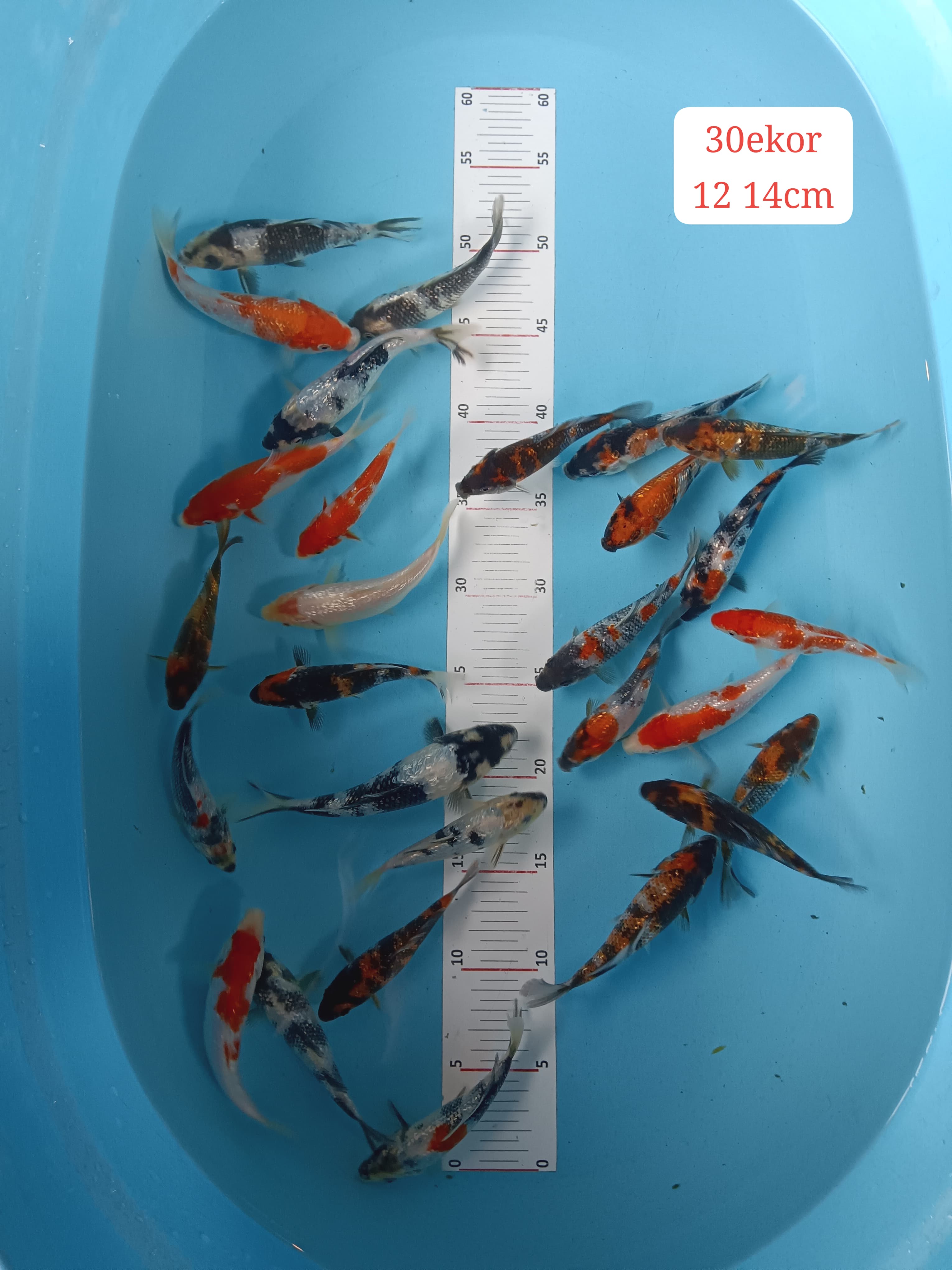 Lelang Koi Online, Jual Beli Ikan Koi, Pusat Jual Beli Koi, Info Lelang Koi Hari Ini, Platform Jual Beli Koi, Jual Beli Ikan Koi Online, Marketplace Ikan Koi, Jual Koi Terbaik, Tempat Beli Koi Berkualitas, Pasar Ikan Koi Online Terpercaya, Penjual Ikan Koi Terpercaya, Beli Koi Hias Online, Ikan Koi untuk Dijual, Koi Kualitas Terbaik, Toko Online Ikan Koi, Koi Hias Untuk Dijual, Jual Beli Ikan Koi Lokal, Koi Indonesia Online, Pusat Jual Beli Koi Terbesar