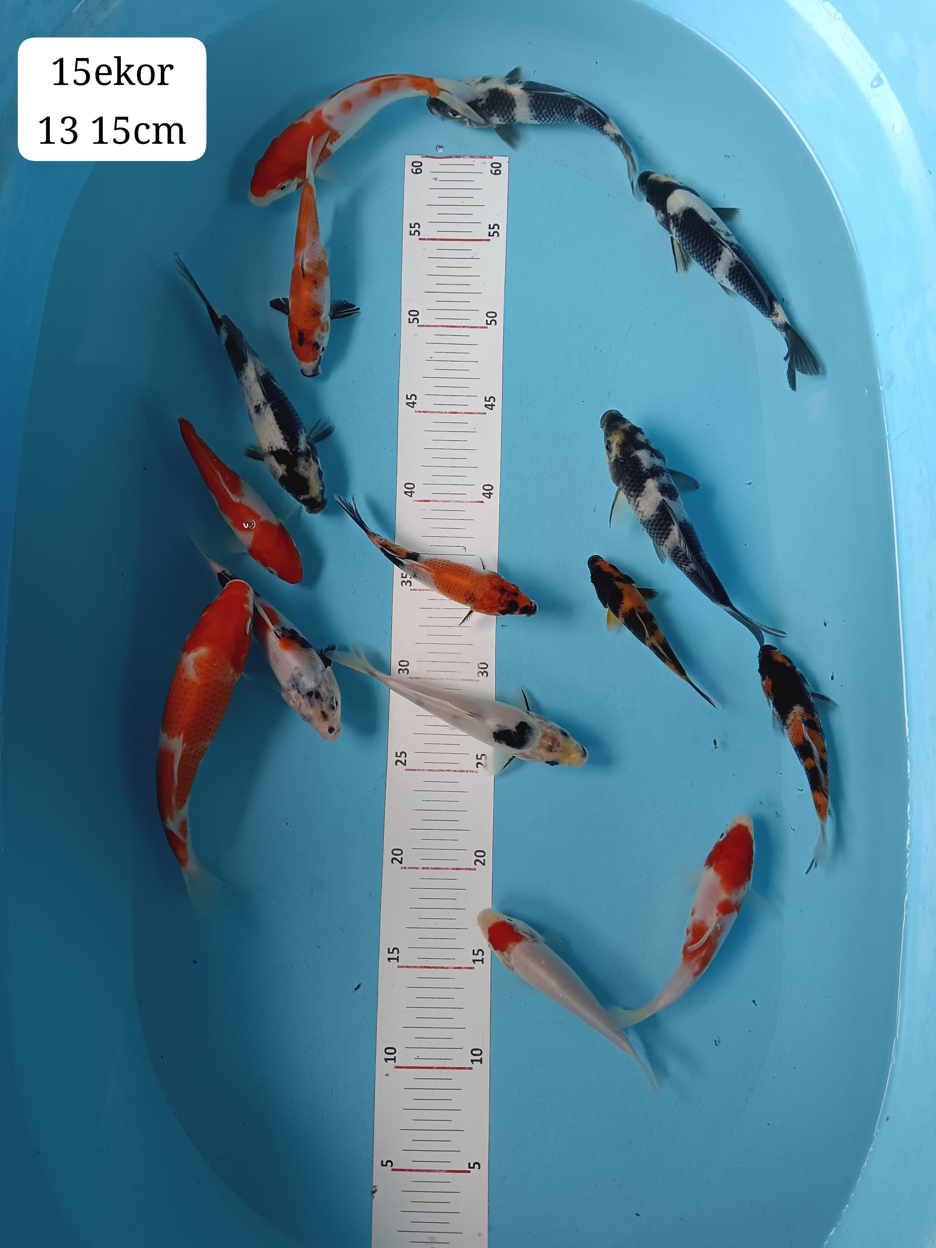 Lelang Koi Online, Jual Beli Ikan Koi, Pusat Jual Beli Koi, Info Lelang Koi Hari Ini, Platform Jual Beli Koi, Jual Beli Ikan Koi Online, Marketplace Ikan Koi, Jual Koi Terbaik, Tempat Beli Koi Berkualitas, Pasar Ikan Koi Online Terpercaya, Penjual Ikan Koi Terpercaya, Beli Koi Hias Online, Ikan Koi untuk Dijual, Koi Kualitas Terbaik, Toko Online Ikan Koi, Koi Hias Untuk Dijual, Jual Beli Ikan Koi Lokal, Koi Indonesia Online, Pusat Jual Beli Koi Terbesar