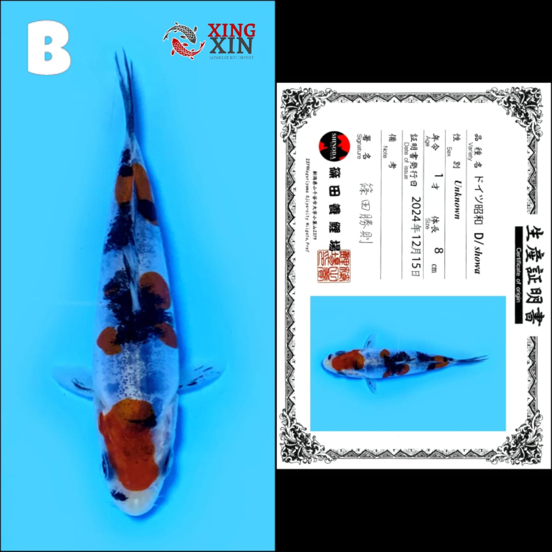Lelang Koi Online, Jual Beli Ikan Koi, Pusat Jual Beli Koi, Info Lelang Koi Hari Ini, Platform Jual Beli Koi, Jual Beli Ikan Koi Online, Marketplace Ikan Koi, Jual Koi Terbaik, Tempat Beli Koi Berkualitas, Pasar Ikan Koi Online Terpercaya, Penjual Ikan Koi Terpercaya, Beli Koi Hias Online, Ikan Koi untuk Dijual, Koi Kualitas Terbaik, Toko Online Ikan Koi, Koi Hias Untuk Dijual, Jual Beli Ikan Koi Lokal, Koi Indonesia Online, Pusat Jual Beli Koi Terbesar