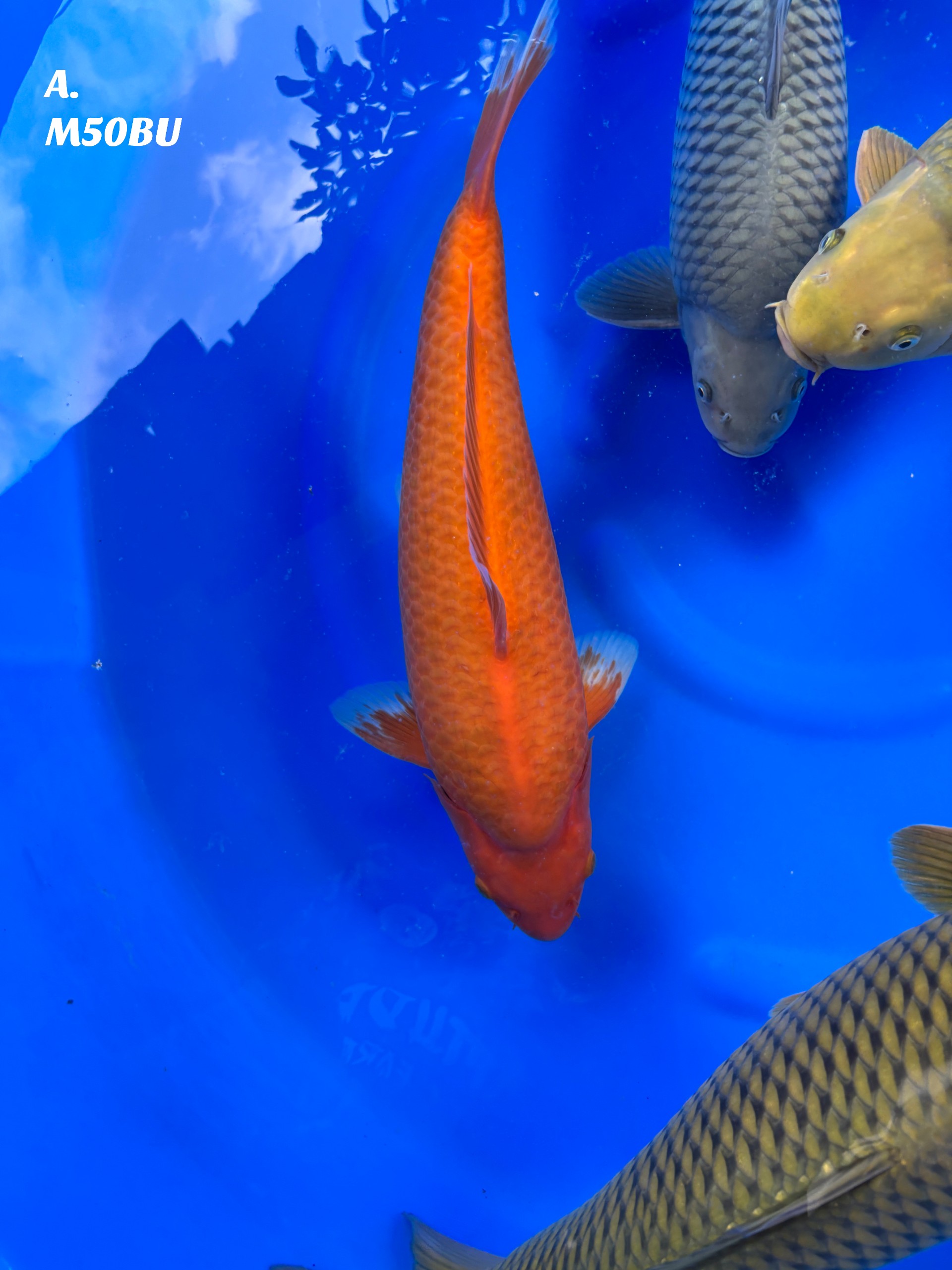 Lelang Koi Online, Jual Beli Ikan Koi, Pusat Jual Beli Koi, Info Lelang Koi Hari Ini, Platform Jual Beli Koi, Jual Beli Ikan Koi Online, Marketplace Ikan Koi, Jual Koi Terbaik, Tempat Beli Koi Berkualitas, Pasar Ikan Koi Online Terpercaya, Penjual Ikan Koi Terpercaya, Beli Koi Hias Online, Ikan Koi untuk Dijual, Koi Kualitas Terbaik, Toko Online Ikan Koi, Koi Hias Untuk Dijual, Jual Beli Ikan Koi Lokal, Koi Indonesia Online, Pusat Jual Beli Koi Terbesar