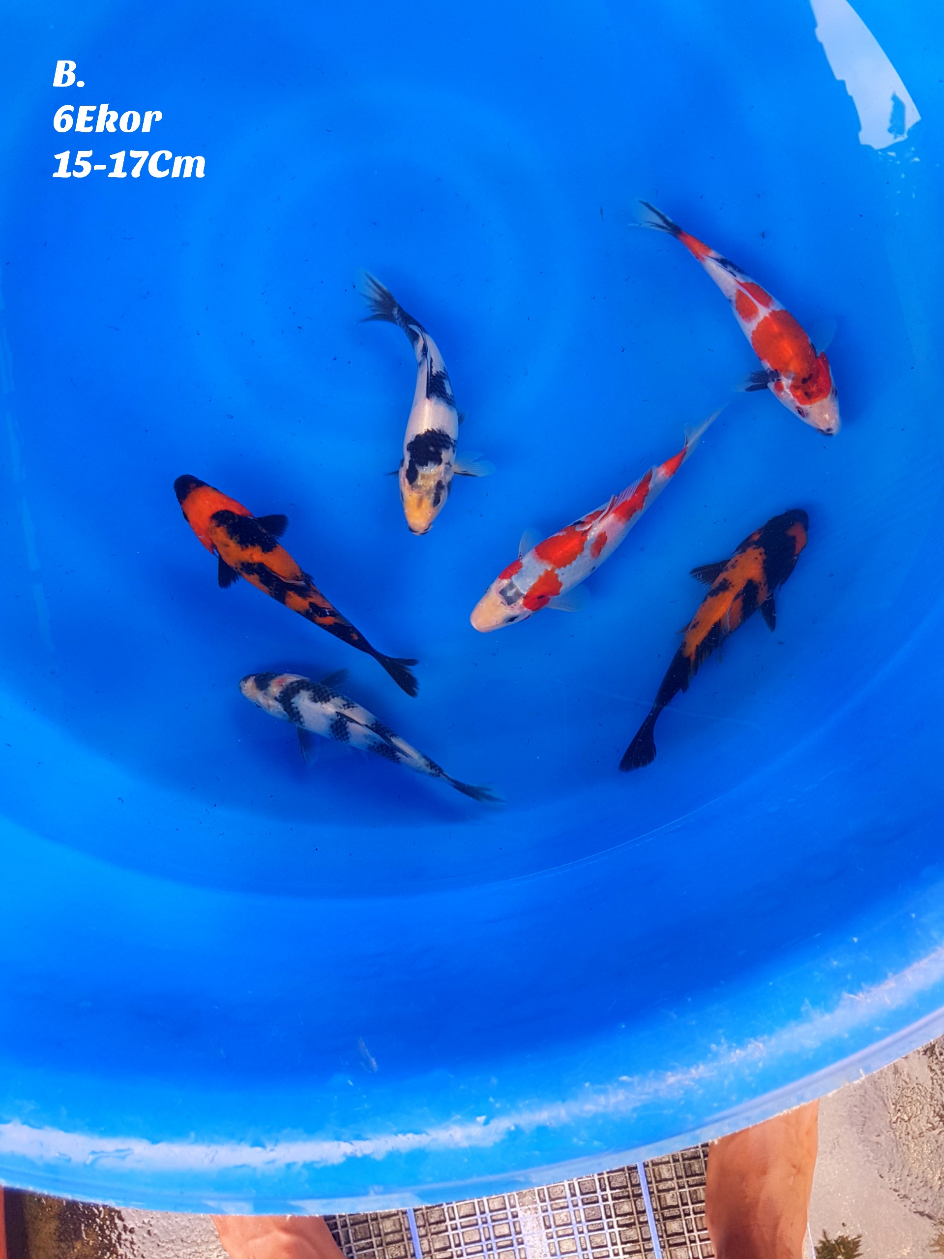 Lelang Koi Online, Jual Beli Ikan Koi, Pusat Jual Beli Koi, Info Lelang Koi Hari Ini, Platform Jual Beli Koi, Jual Beli Ikan Koi Online, Marketplace Ikan Koi, Jual Koi Terbaik, Tempat Beli Koi Berkualitas, Pasar Ikan Koi Online Terpercaya, Penjual Ikan Koi Terpercaya, Beli Koi Hias Online, Ikan Koi untuk Dijual, Koi Kualitas Terbaik, Toko Online Ikan Koi, Koi Hias Untuk Dijual, Jual Beli Ikan Koi Lokal, Koi Indonesia Online, Pusat Jual Beli Koi Terbesar